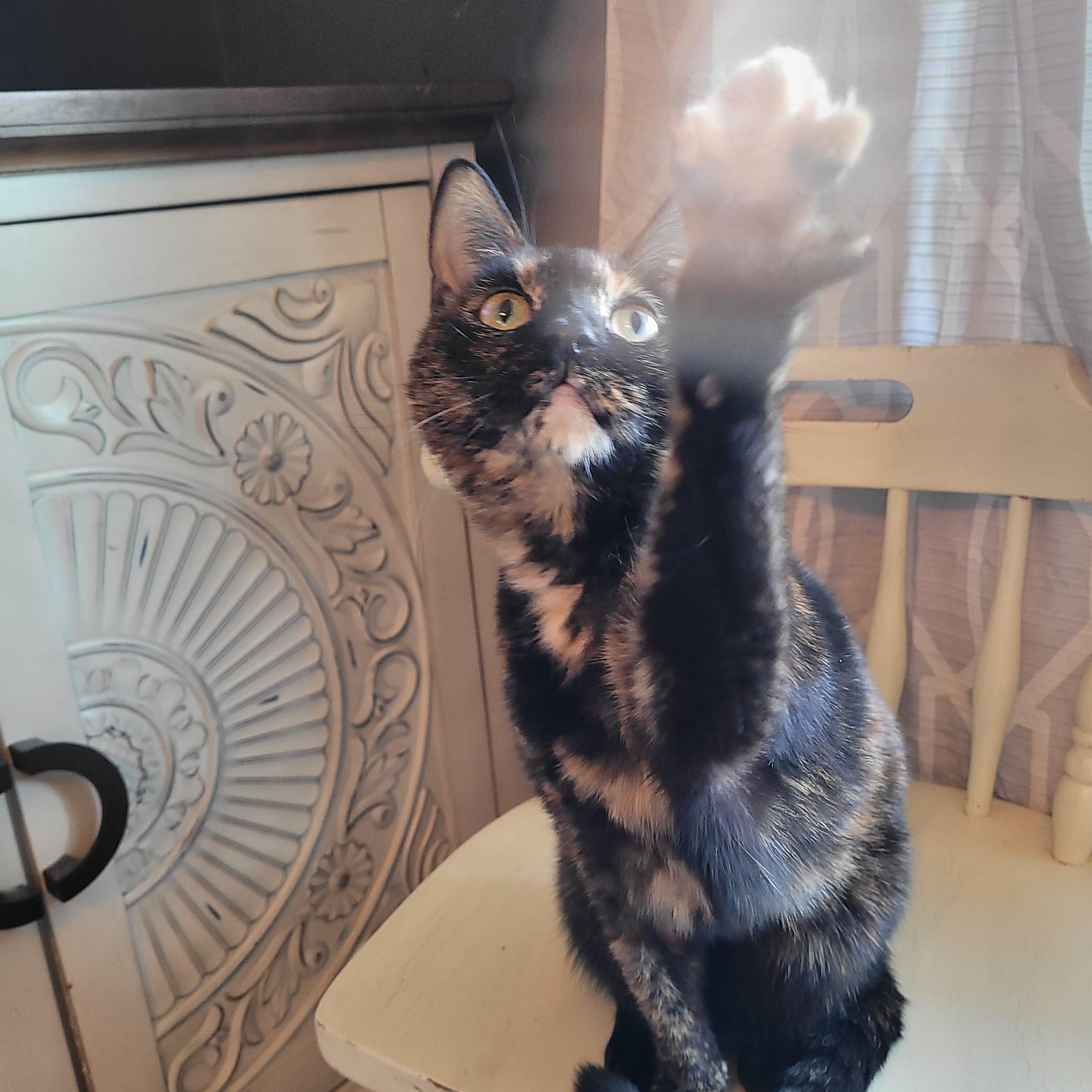Broccoli, a ADOPTABLE Domestic Short Hair in Indianapolis, IN image 3/4