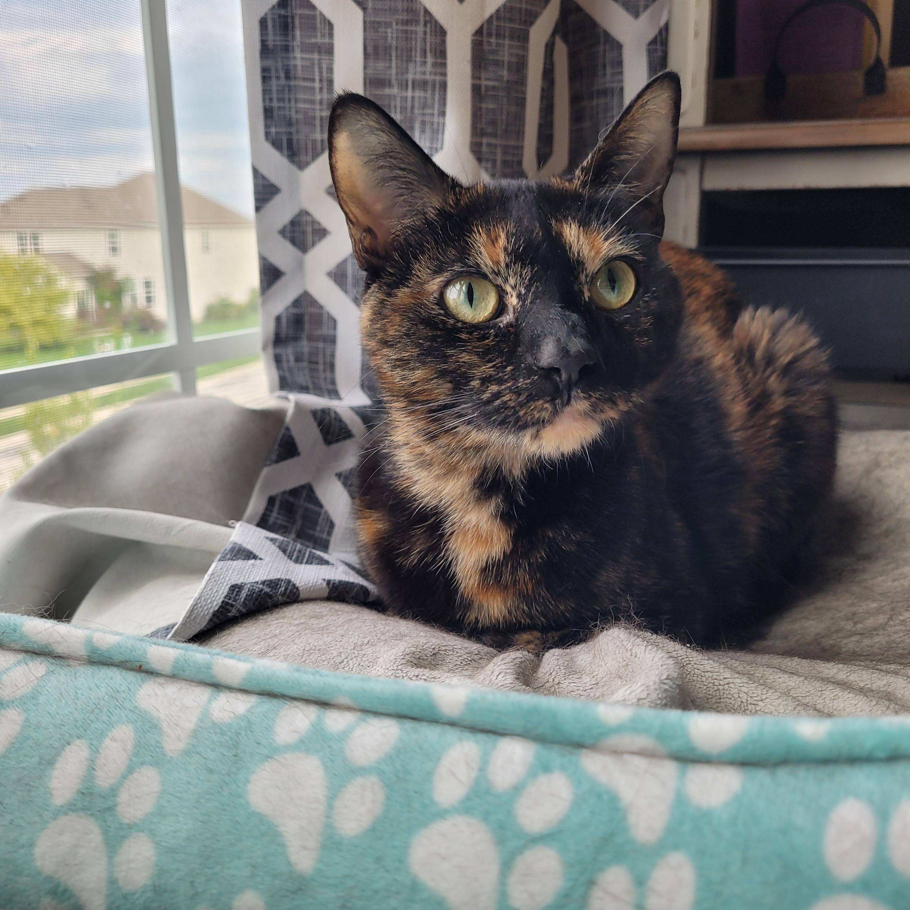 Broccoli, adoptable, Young Female Domestic Short Hair.