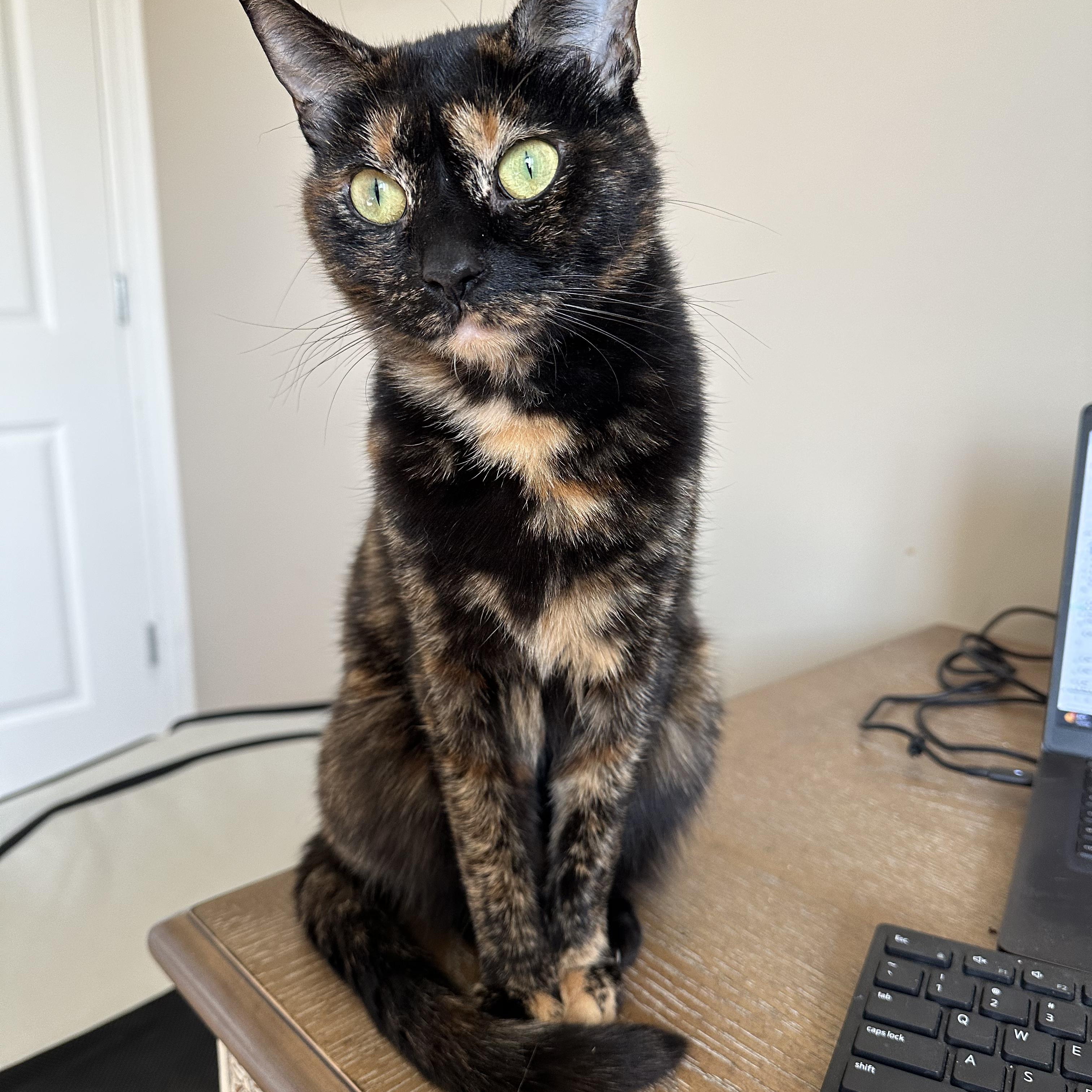 Enlarge Broccoli, an adoptable Domestic Short Hair in Indianapolis, IN image 3/6
