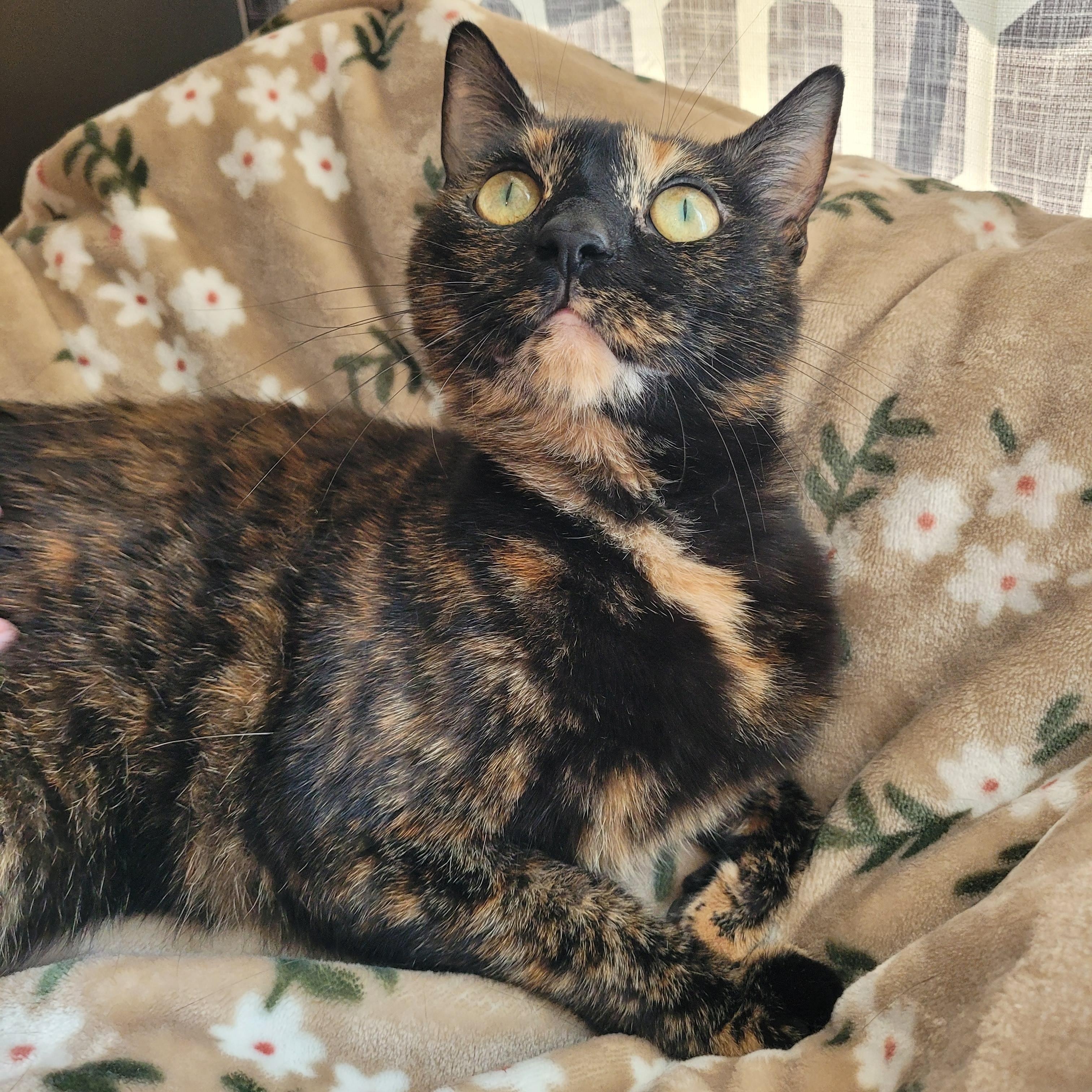 Enlarge Broccoli, an adoptable Domestic Short Hair in Indianapolis, IN image 2/6
