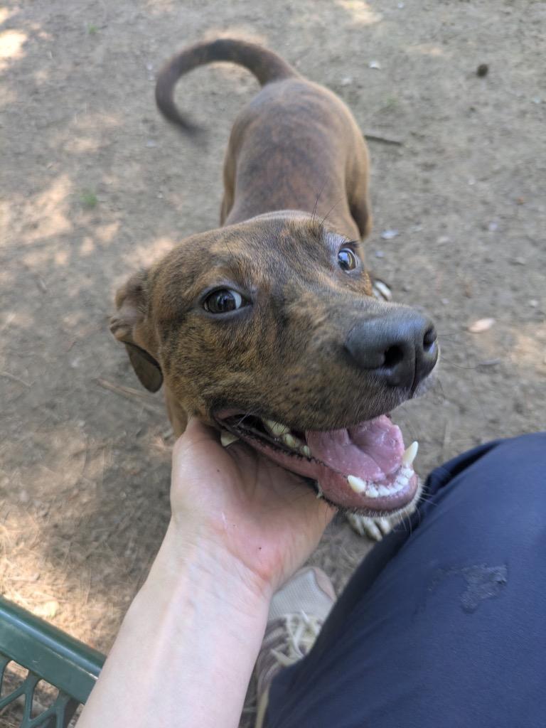 Enlarge Dumplin, a Adoptable mixed breed in Little Rock, AR image 1/3