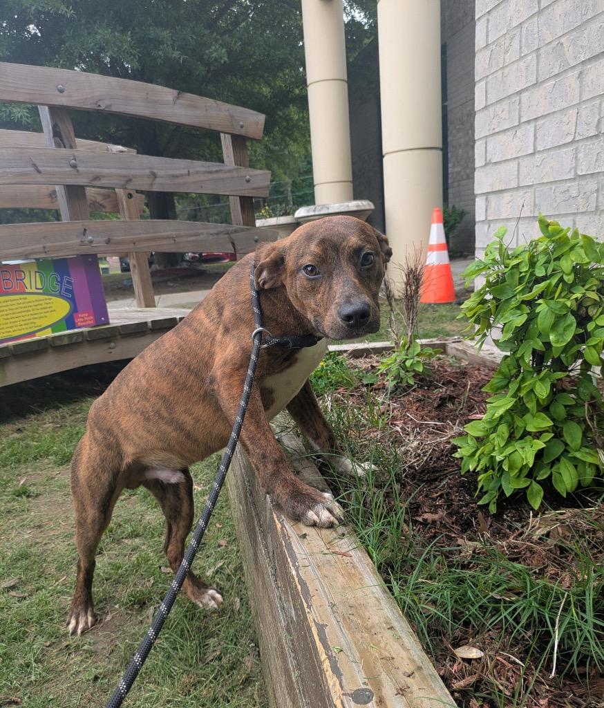 Enlarge Dumplin, a Adoptable mixed breed in Little Rock, AR image 2/3