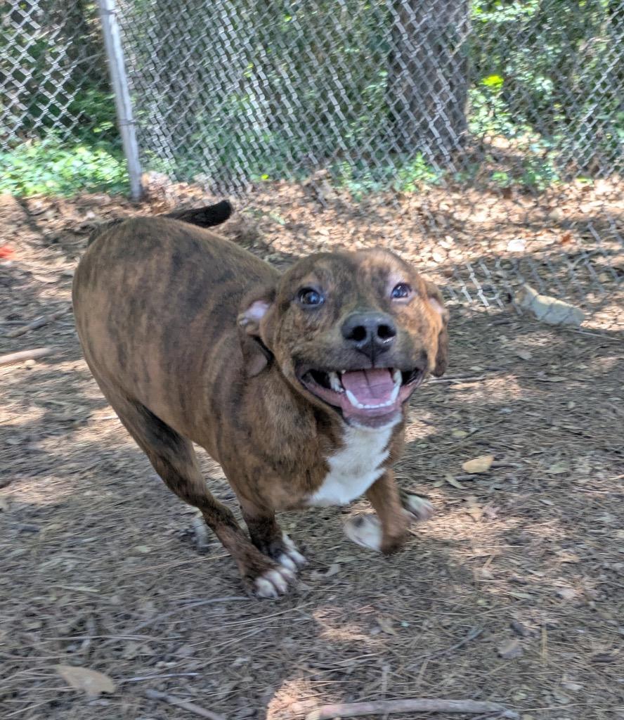 Enlarge Dumplin, a Adoptable mixed breed in Little Rock, AR image 3/3