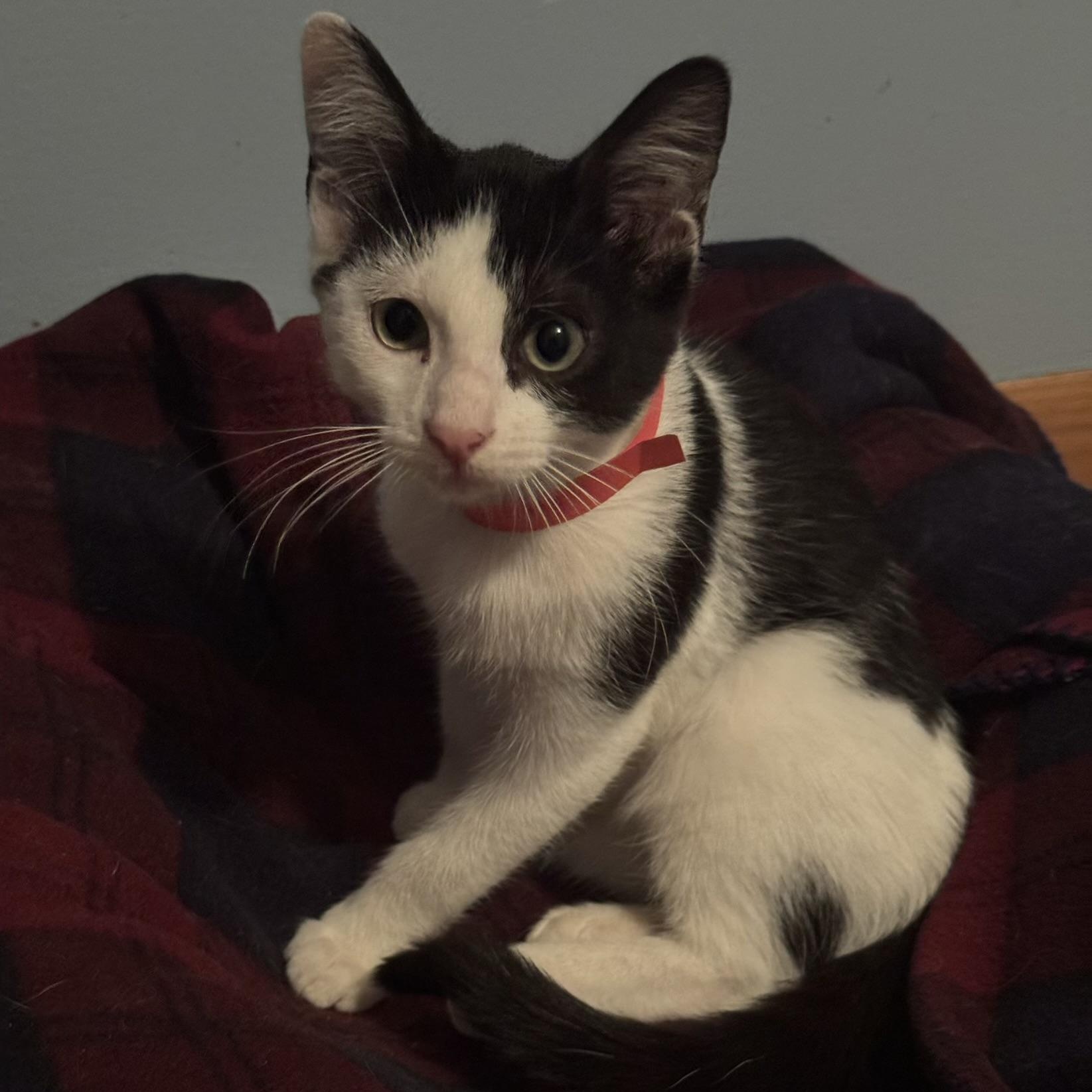 Enlarge Buck, a ADOPTABLE Domestic Short Hair in Minneapolis, MN image 2/4
