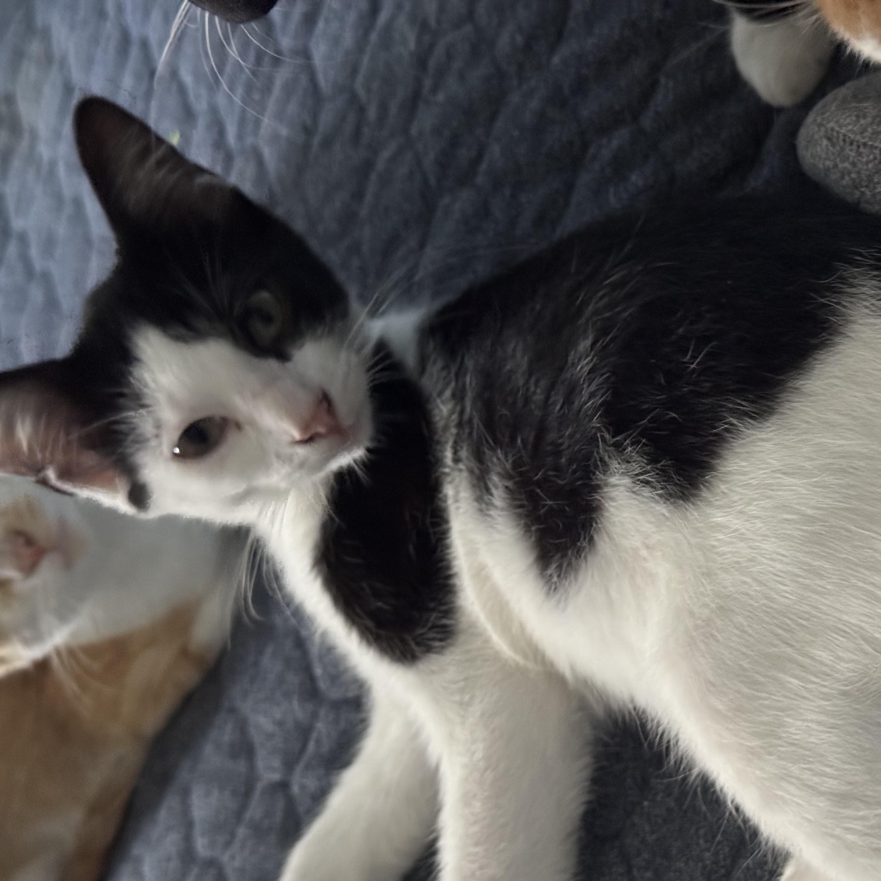 Enlarge Buck, a ADOPTABLE Domestic Short Hair in Minneapolis, MN image 3/4