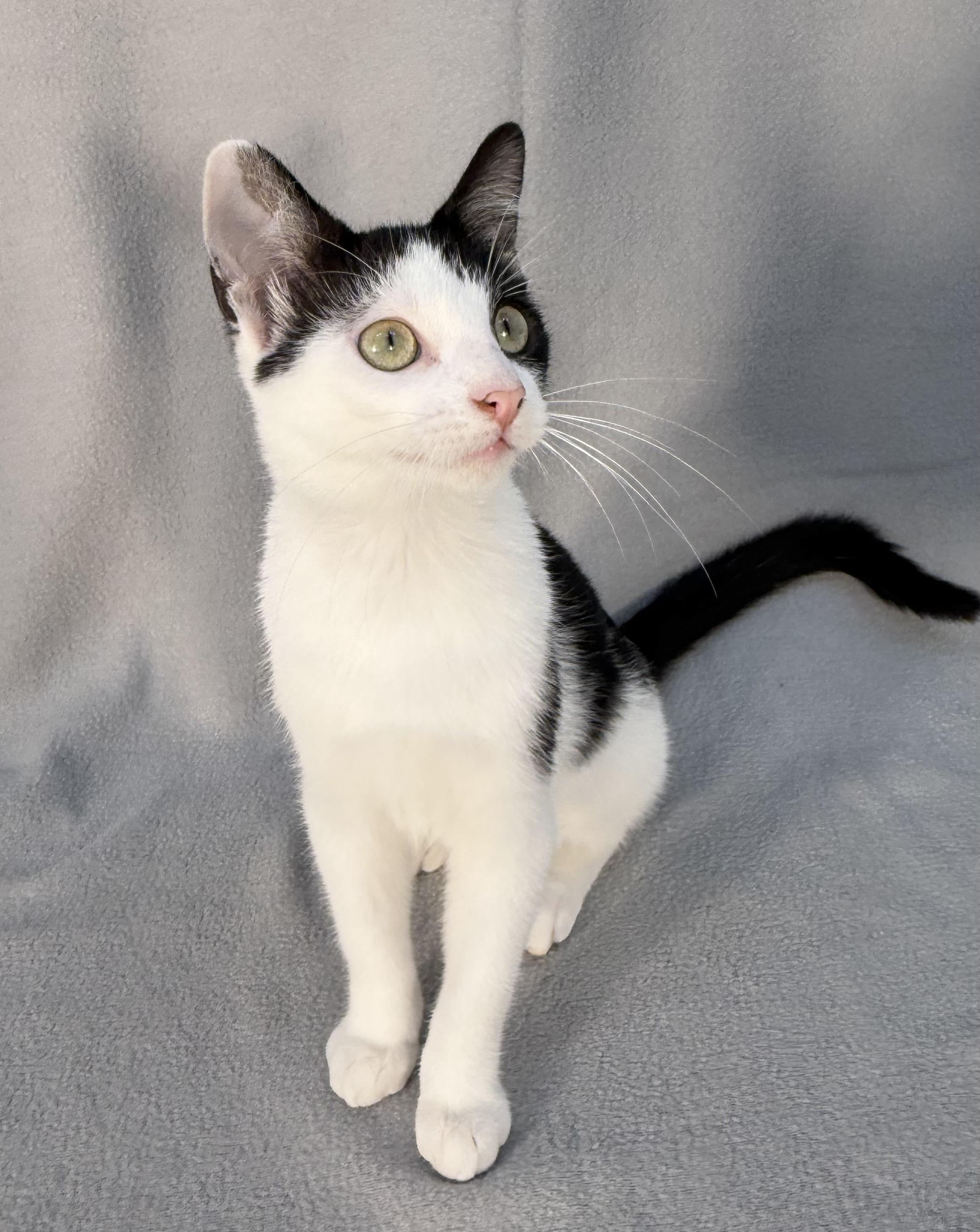 Enlarge Buck, a ADOPTABLE Domestic Short Hair in Minneapolis, MN image 1/4