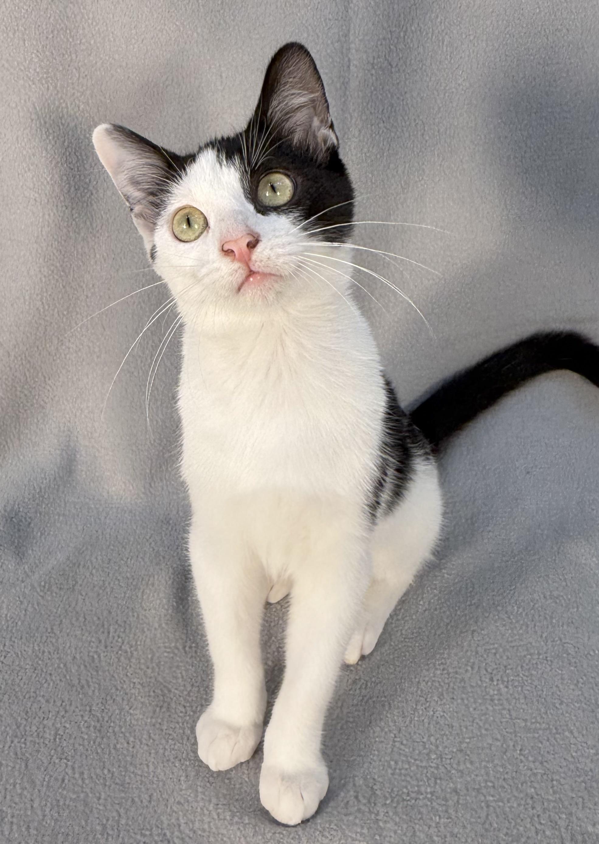 Enlarge Buck, a ADOPTABLE Domestic Short Hair in Minneapolis, MN image 4/4