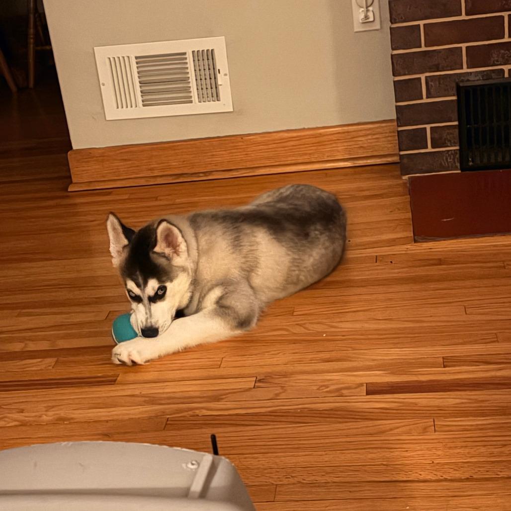 Brand, a Adoptable Husky in Chaska, MN image 1/6