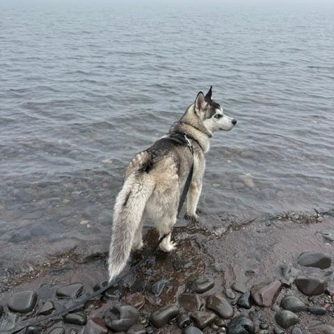 Brand, a Adoptable Husky in Chaska, MN image 2/6