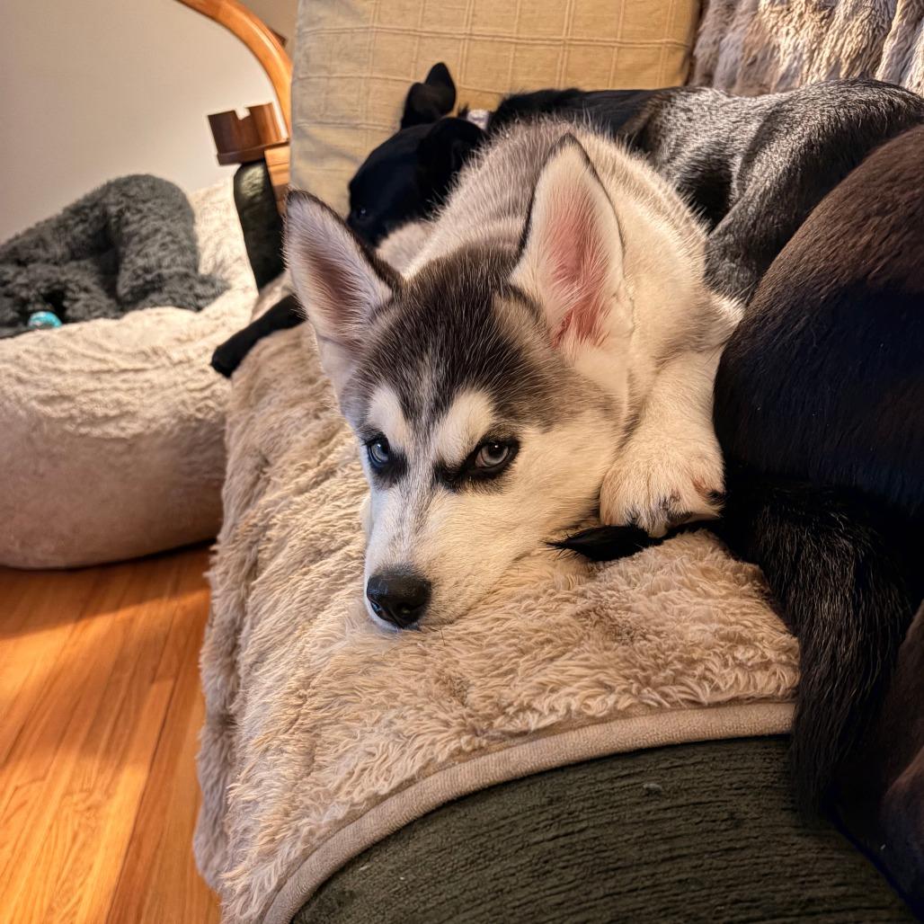 Brand, a Adoptable Husky in Chaska, MN image 3/6