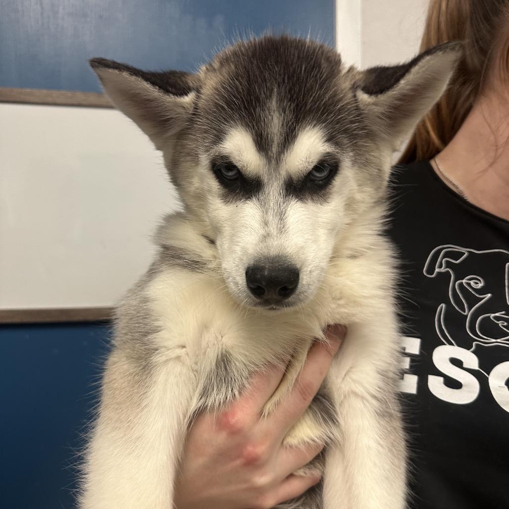 Brand, a Adoptable Husky in Chaska, MN image 4/6