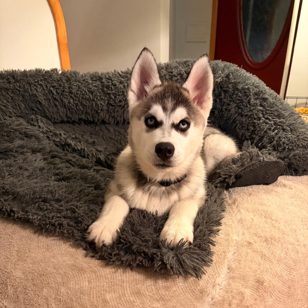 Brand, a Adoptable Husky in Chaska, MN image 5/6