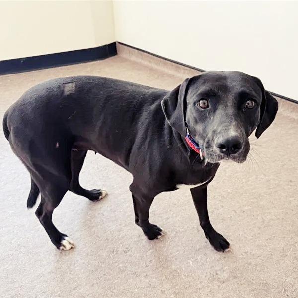 Bridgett, Adoptable, Adult Female Black Labrador Retriever.