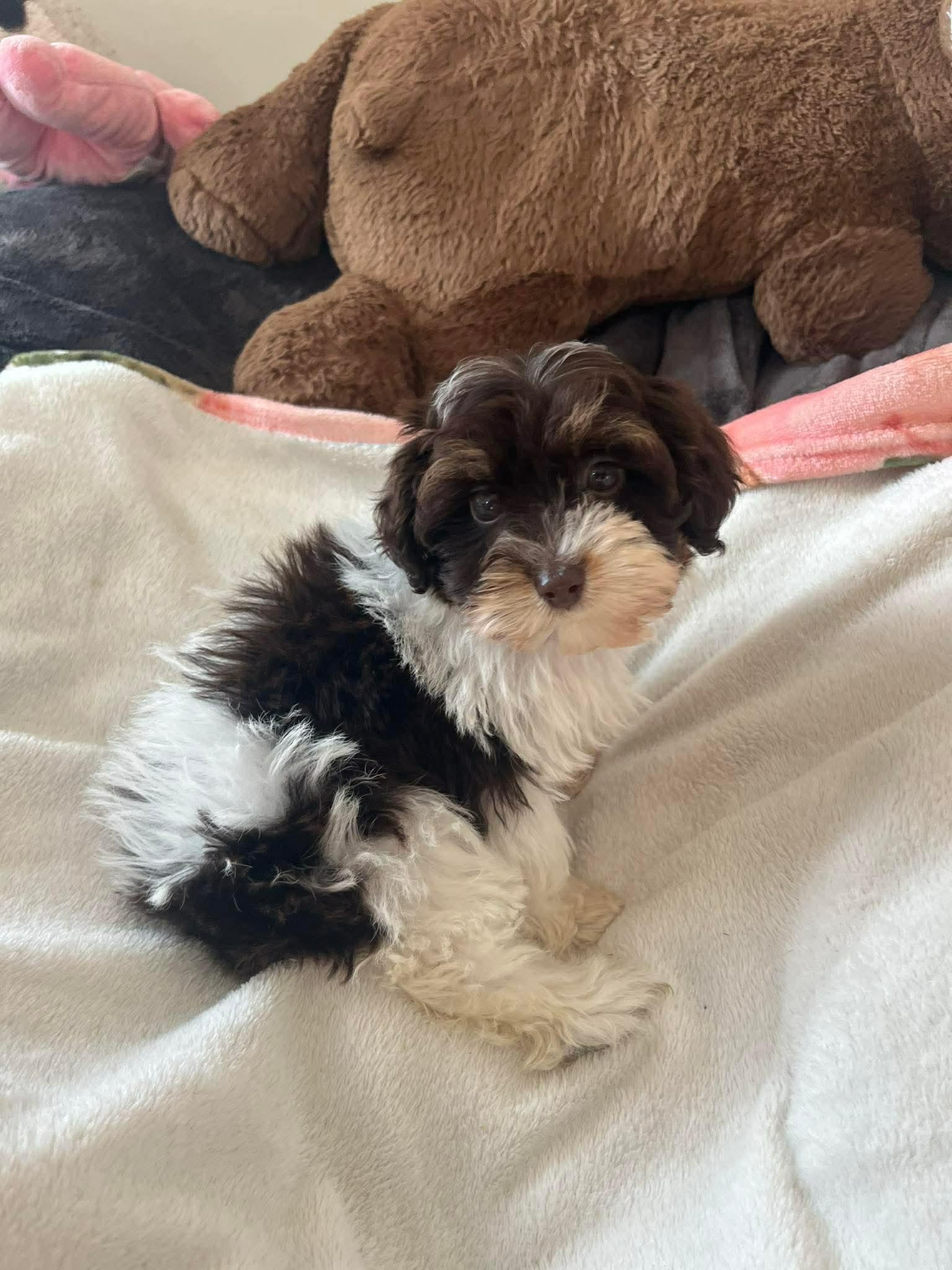 Kiwi, a Adopted mixed breed in Richmond, KY image 1/5