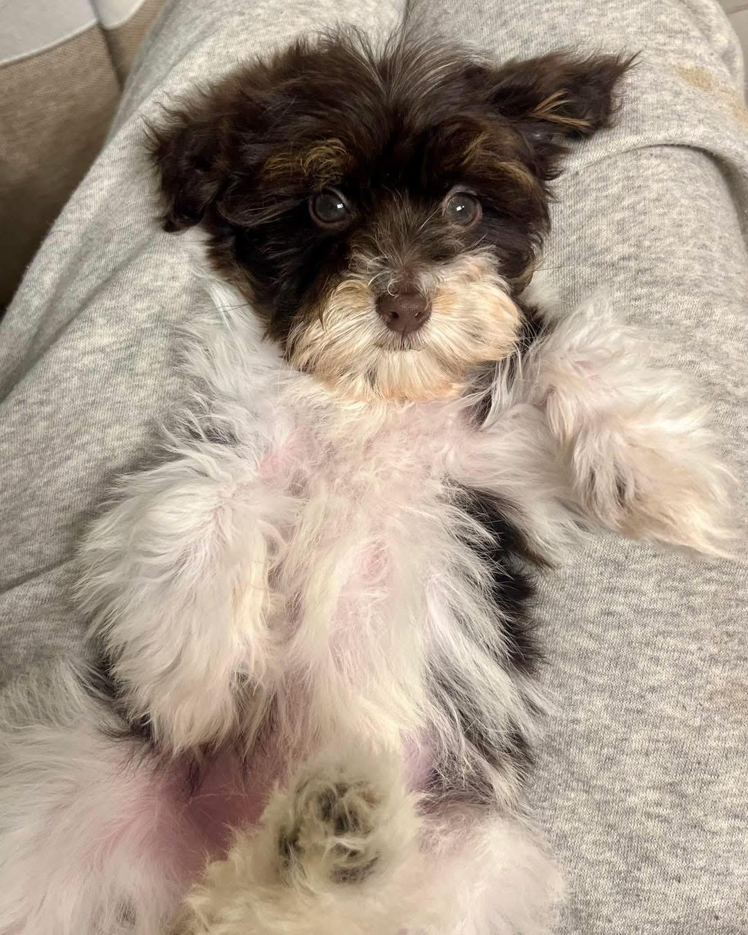 Kiwi, a Adopted mixed breed in Richmond, KY image 2/5