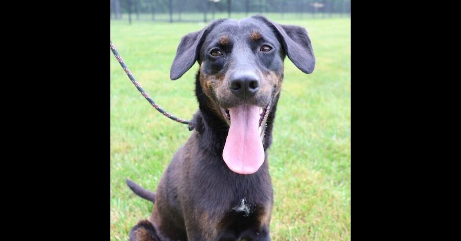 Enlarge Everly, a Adoptable mixed breed in Washington, DC image 1/5