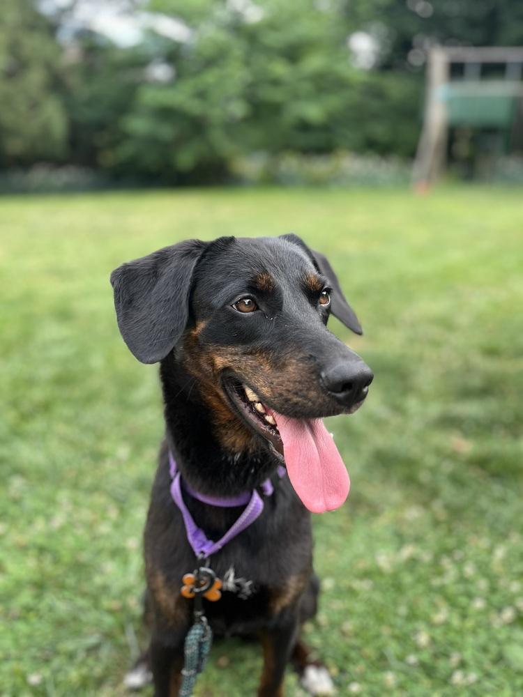 Enlarge Everly, a Adoptable mixed breed in Washington, DC image 2/5