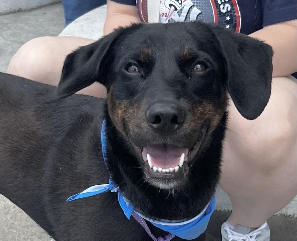 Enlarge Everly, a Adoptable mixed breed in Washington, DC image 3/5