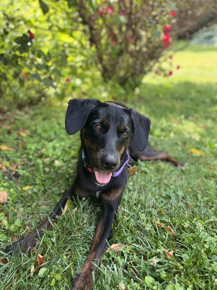 Enlarge Everly, a Adoptable mixed breed in Washington, DC image 4/5
