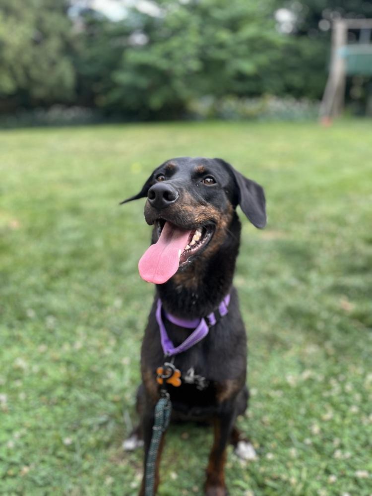 Enlarge Everly, a Adoptable mixed breed in Washington, DC image 5/5
