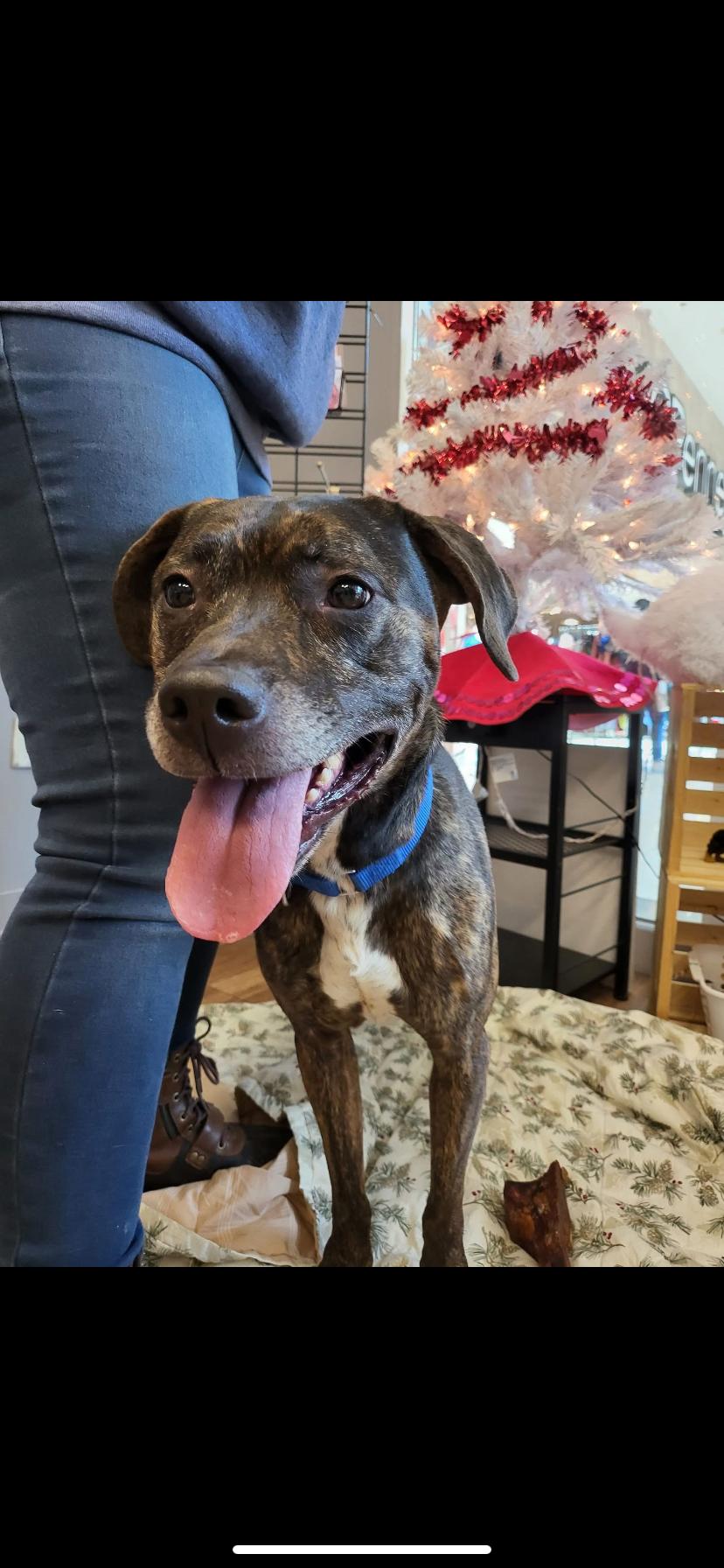 Roxie, a Adoptable mixed breed in Greensburg, PA image 1/3