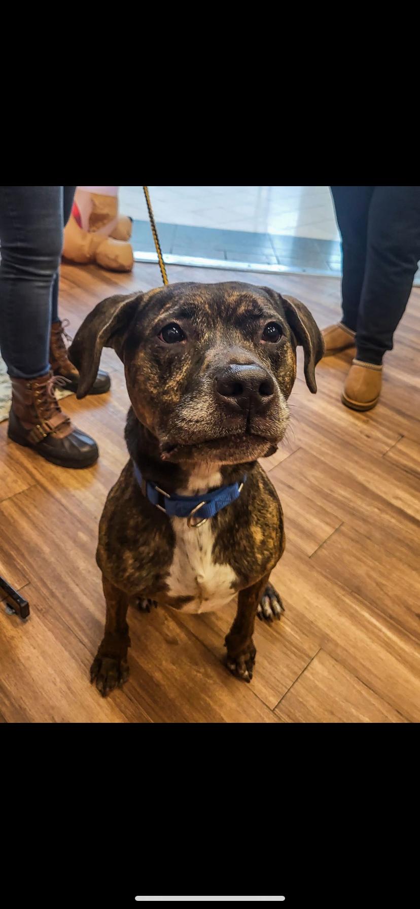 Roxie, a Adoptable mixed breed in Greensburg, PA image 2/3