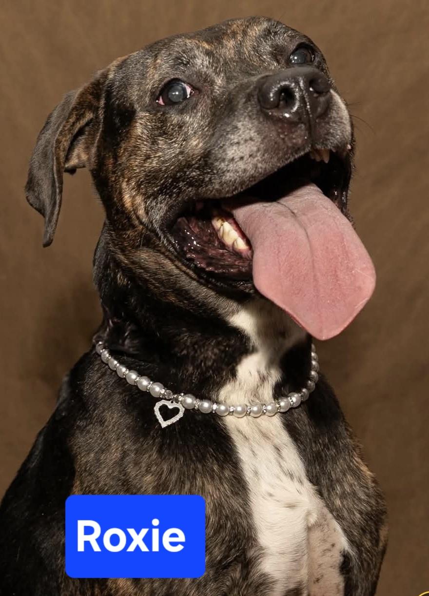 Roxie, a Adoptable mixed breed in Greensburg, PA image 1/4