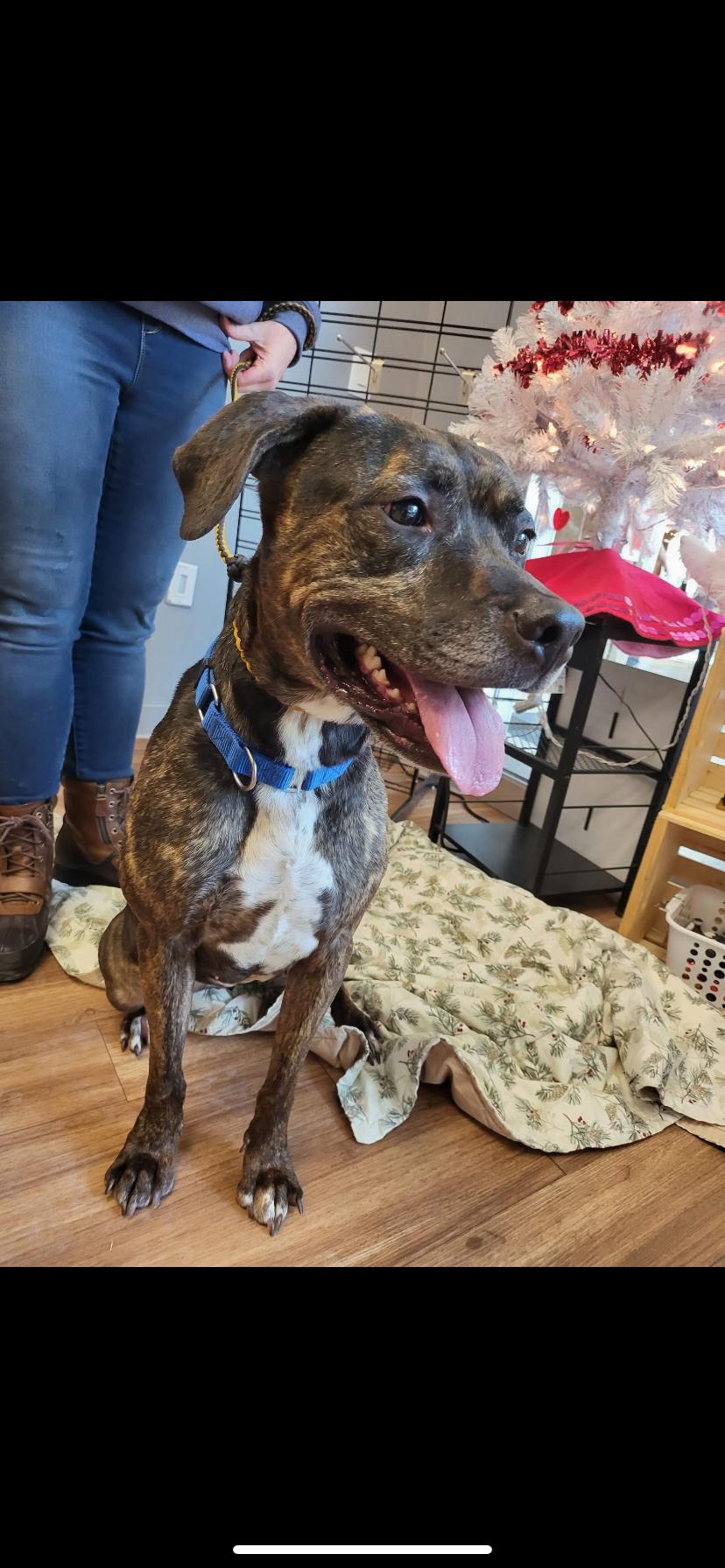 Roxie, a Adoptable mixed breed in Greensburg, PA image 3/3