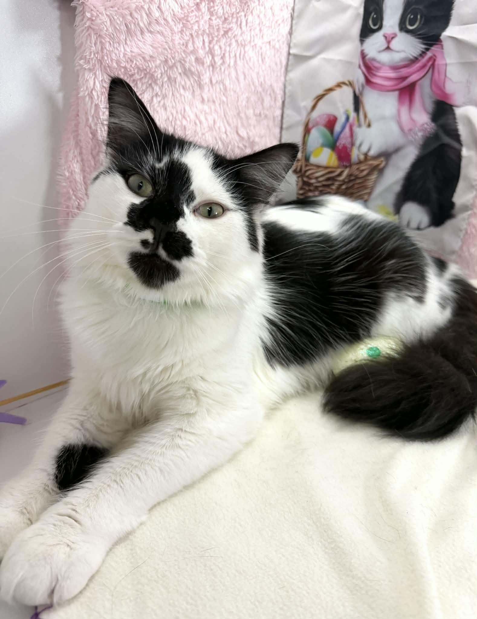 Mandalore , adopted, Young Male Turkish Van & Domestic Long Hair.