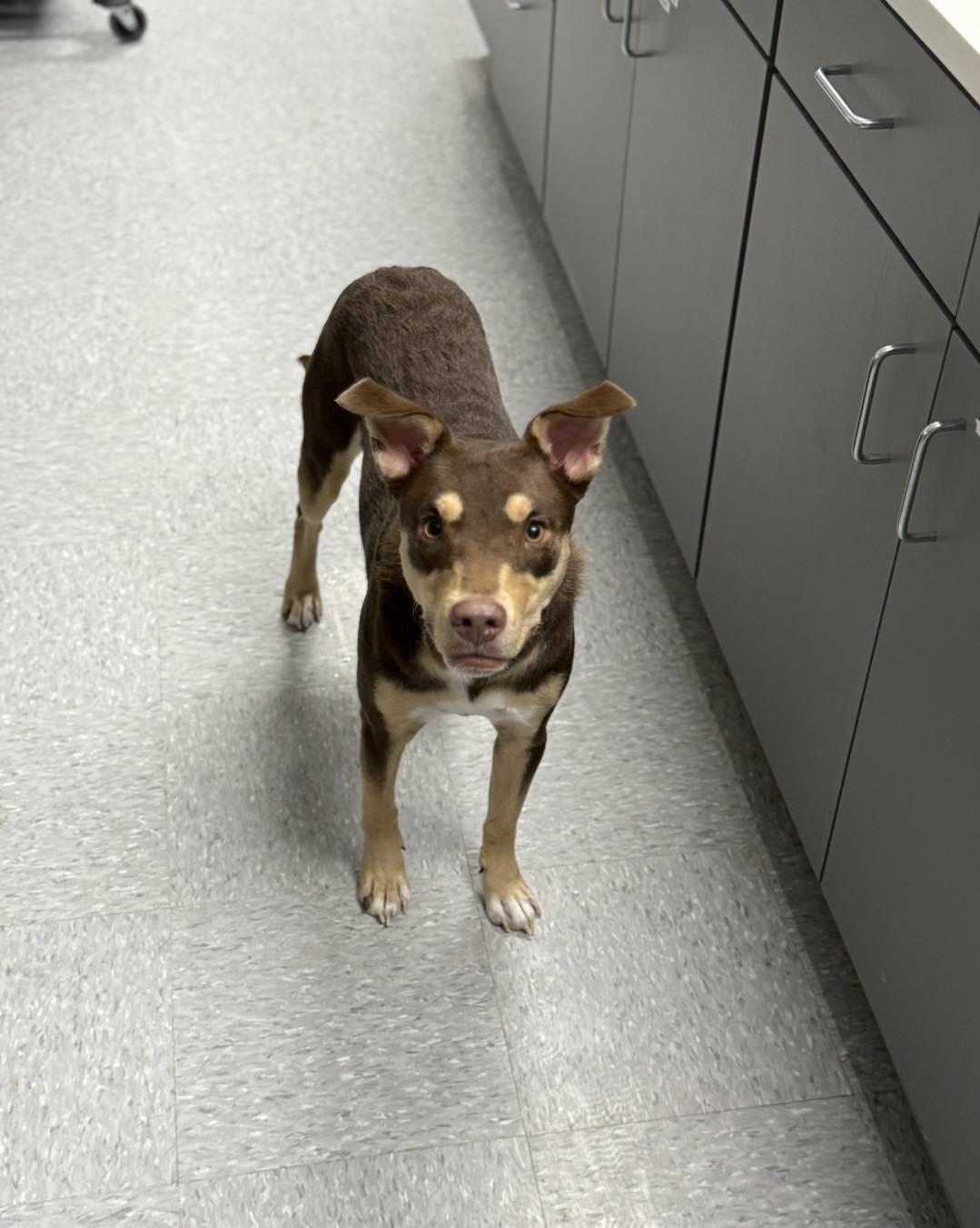 Enlarge Ginger, a Adoptable Mixed Breed in Huntsville , TX image 1/1