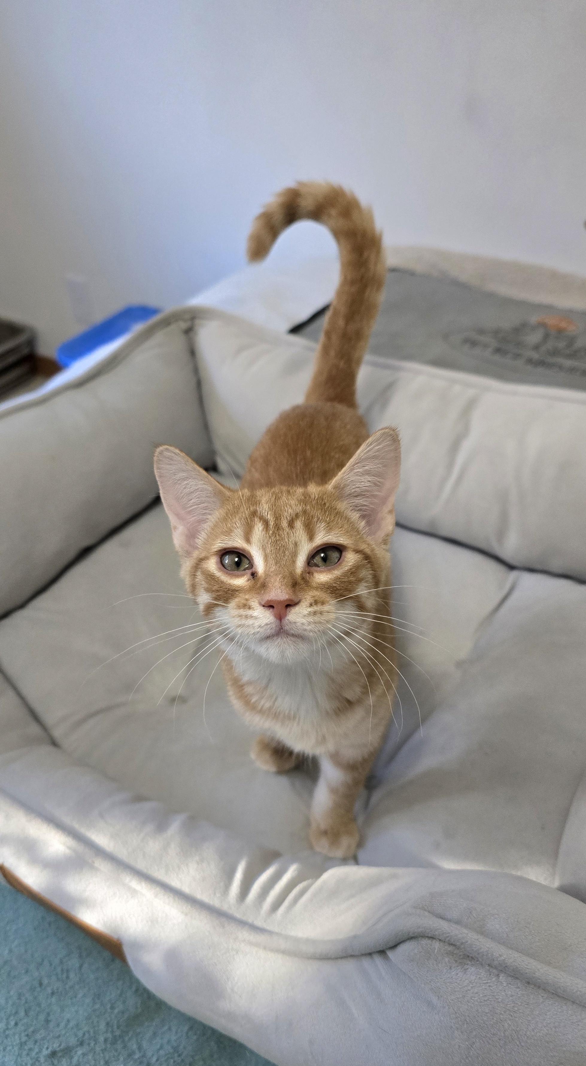 Enlarge Reba, a Adoptable Domestic Short Hair in Fargo, ND image 2/3