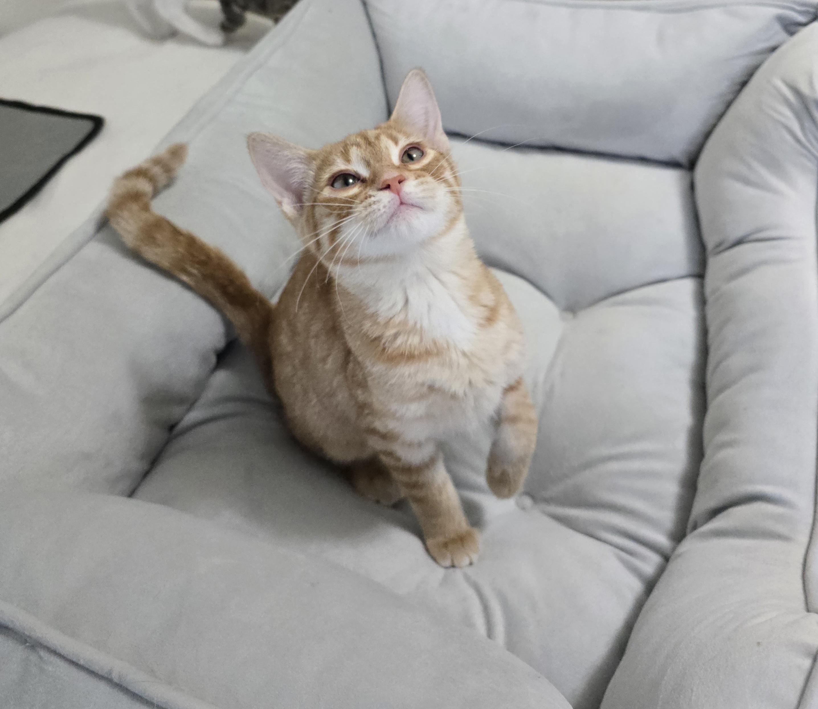 Enlarge Reba, a Adoptable Domestic Short Hair in Fargo, ND image 3/3