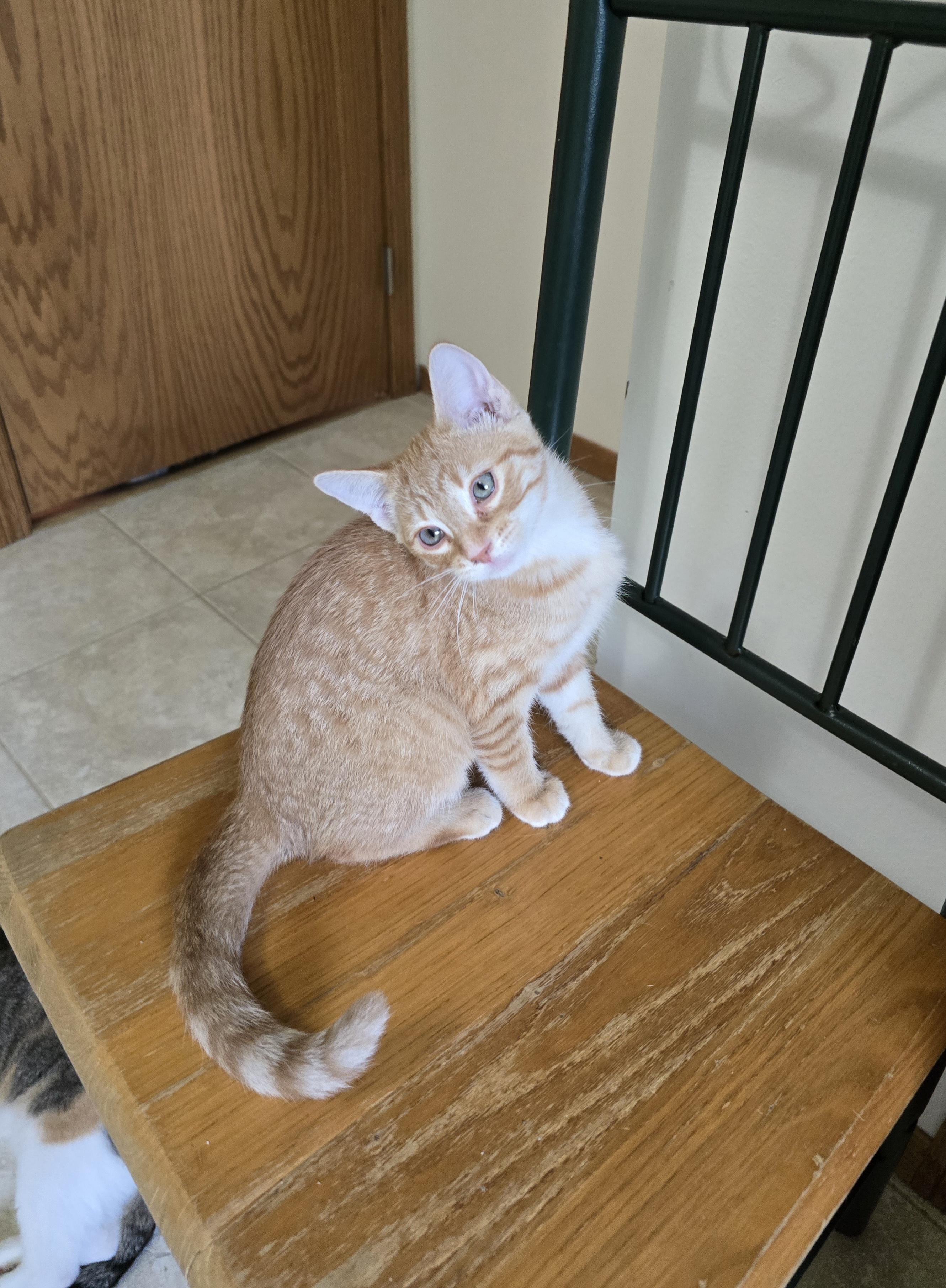 Enlarge Reba, a Adoptable Domestic Short Hair in Fargo, ND image 1/3