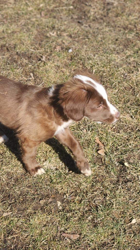 Glimmer, Adoptable, Puppy Male Collie & Terrier.