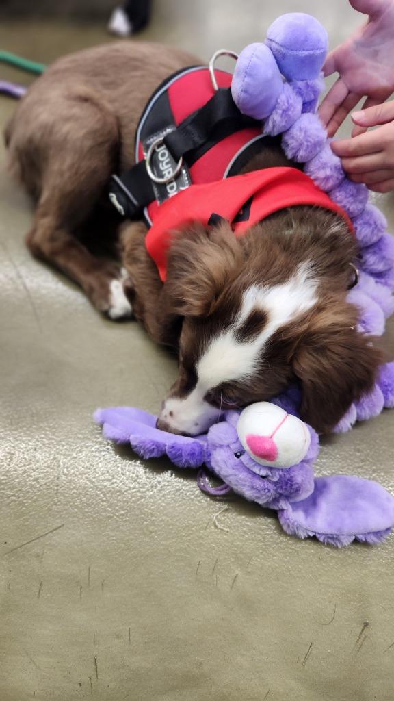 Glimmer — thumbnail 3