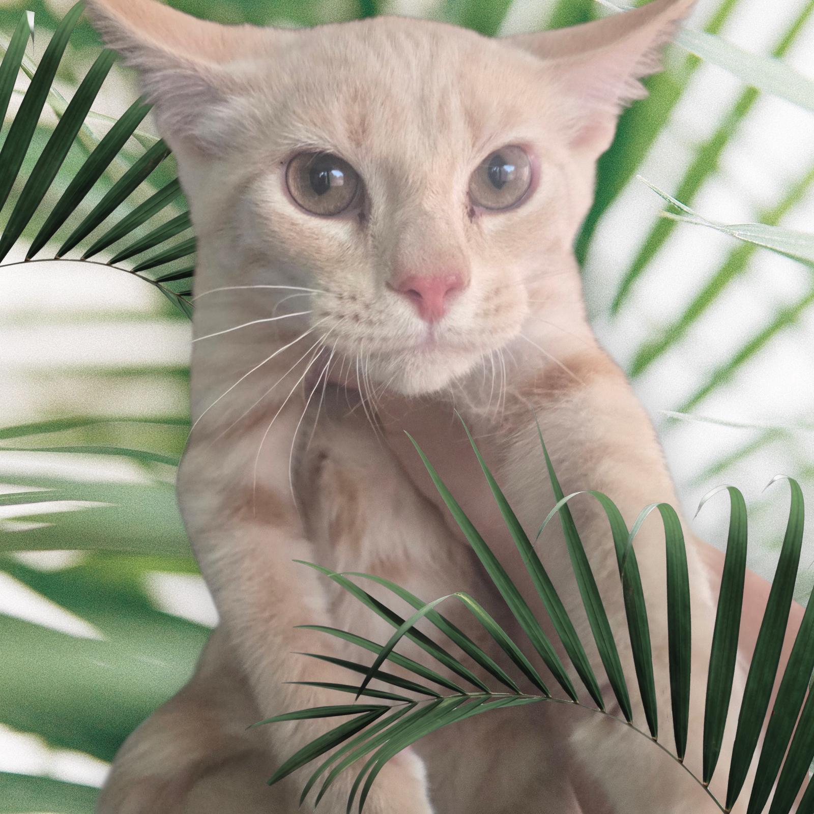 GOTTA CATCH THEM ALL ""MEOWTH", adopted, Kitten Male Domestic Short Hair.