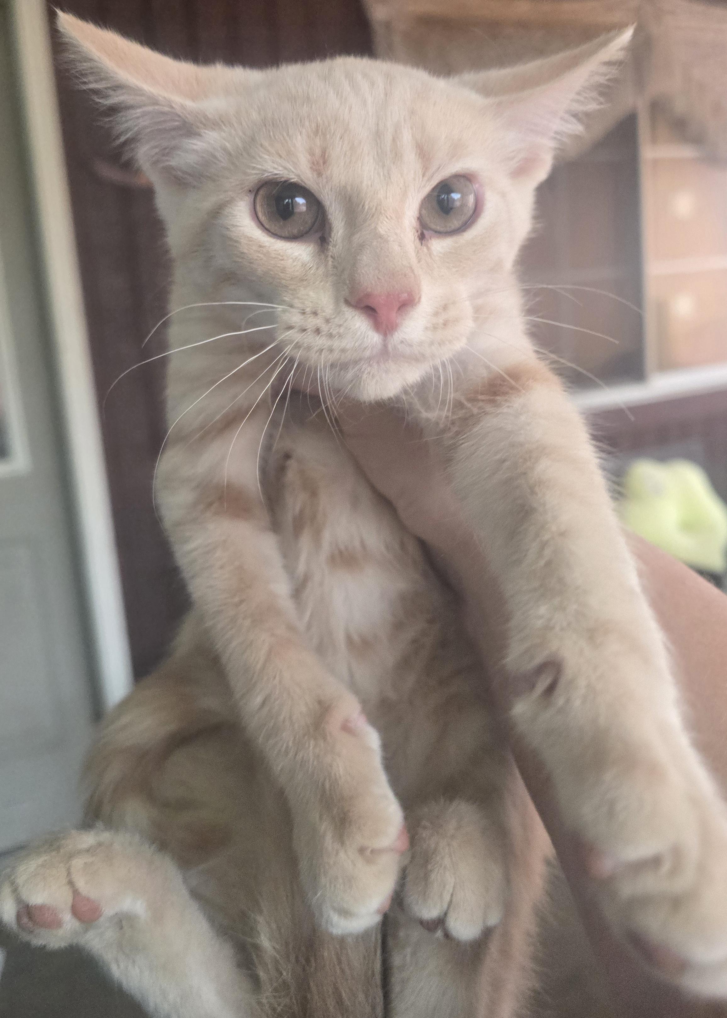Enlarge GOTTA CATCH THEM ALL ""MEOWTH", an adopted Domestic Short Hair in Elizabeth, PA image 5/5