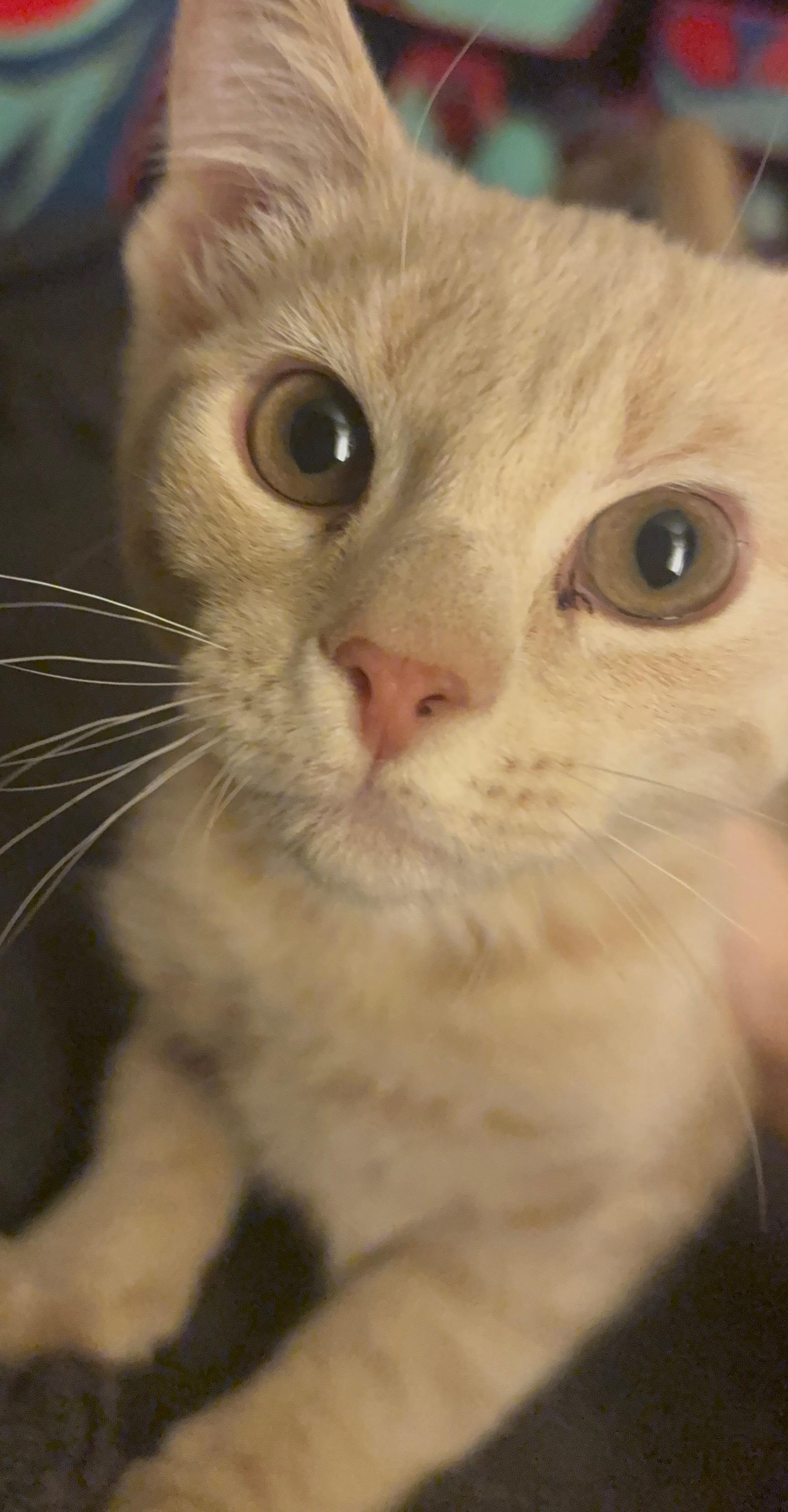 Enlarge GOTTA CATCH THEM ALL ""MEOWTH", an adopted Domestic Short Hair in Elizabeth, PA image 4/5