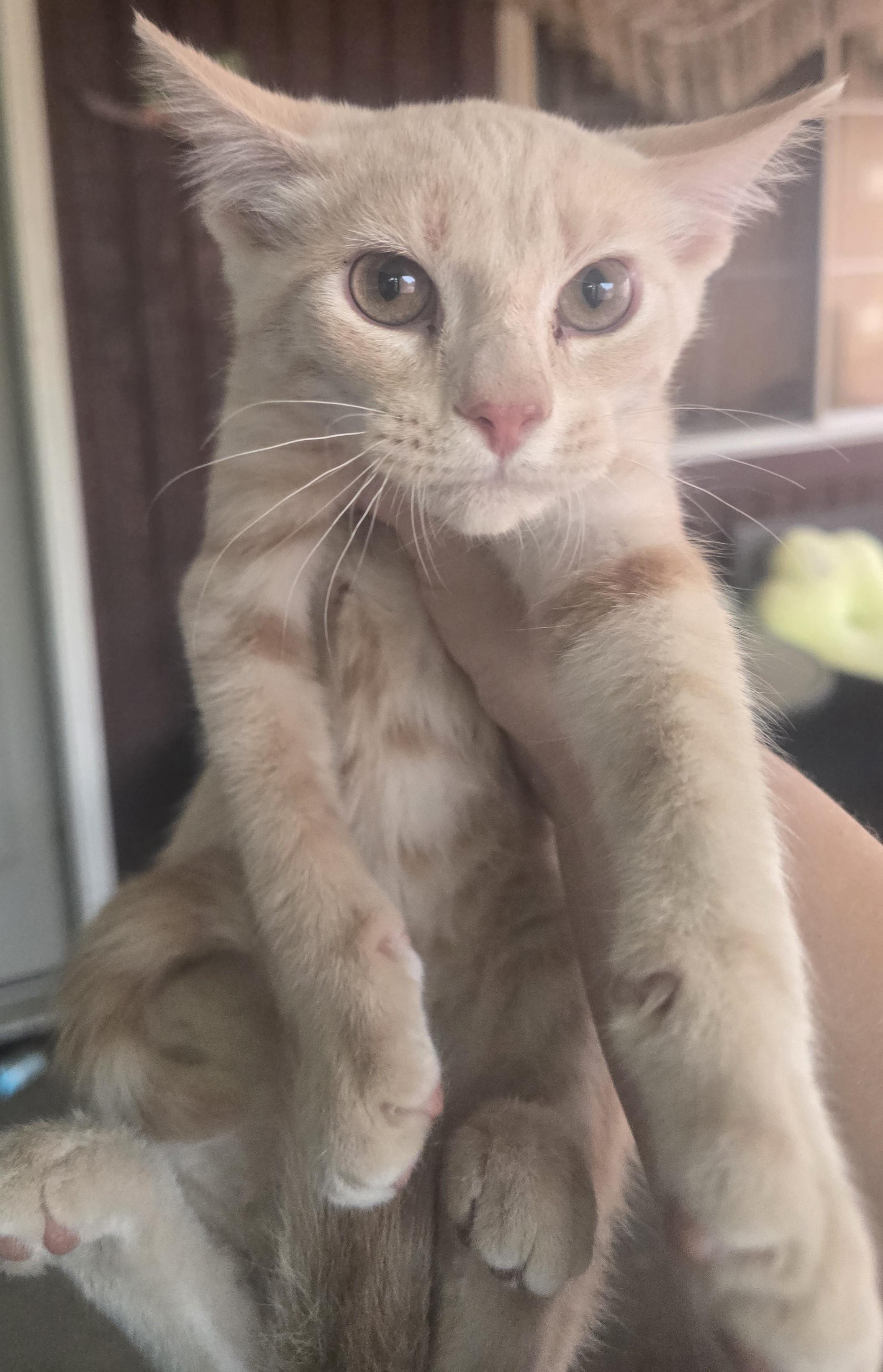 Enlarge GOTTA CATCH THEM ALL ""MEOWTH", an adopted Domestic Short Hair in Elizabeth, PA image 3/5