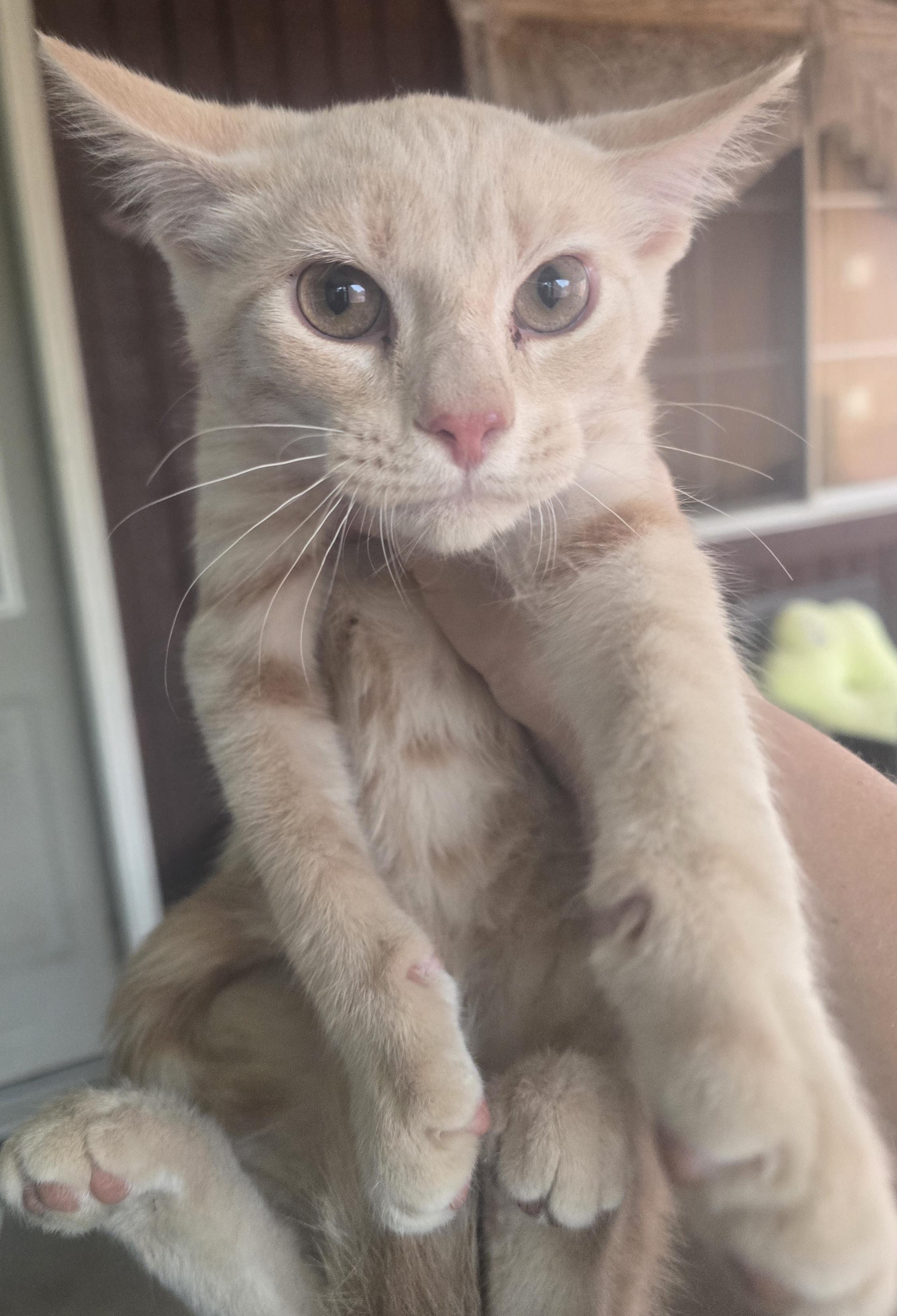 Enlarge GOTTA CATCH THEM ALL ""MEOWTH", an adopted Domestic Short Hair in Elizabeth, PA image 2/5