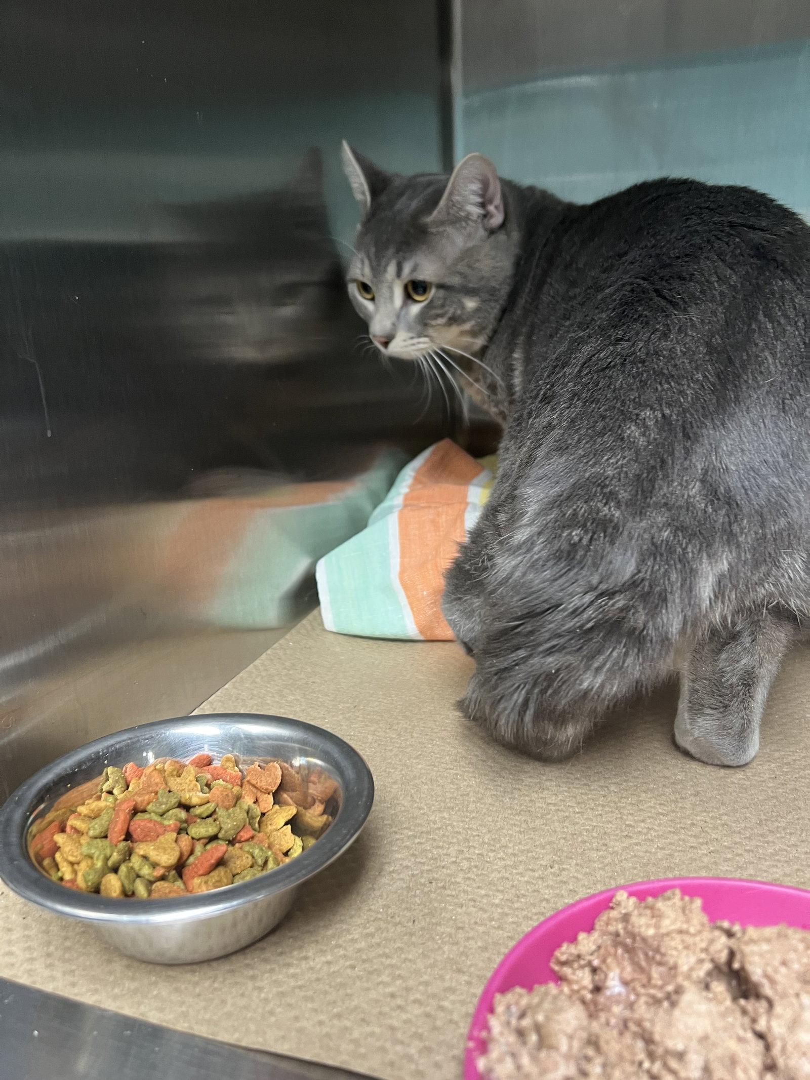 Zeus (TAS #13), Adopted, Adult Male Domestic Short Hair.
