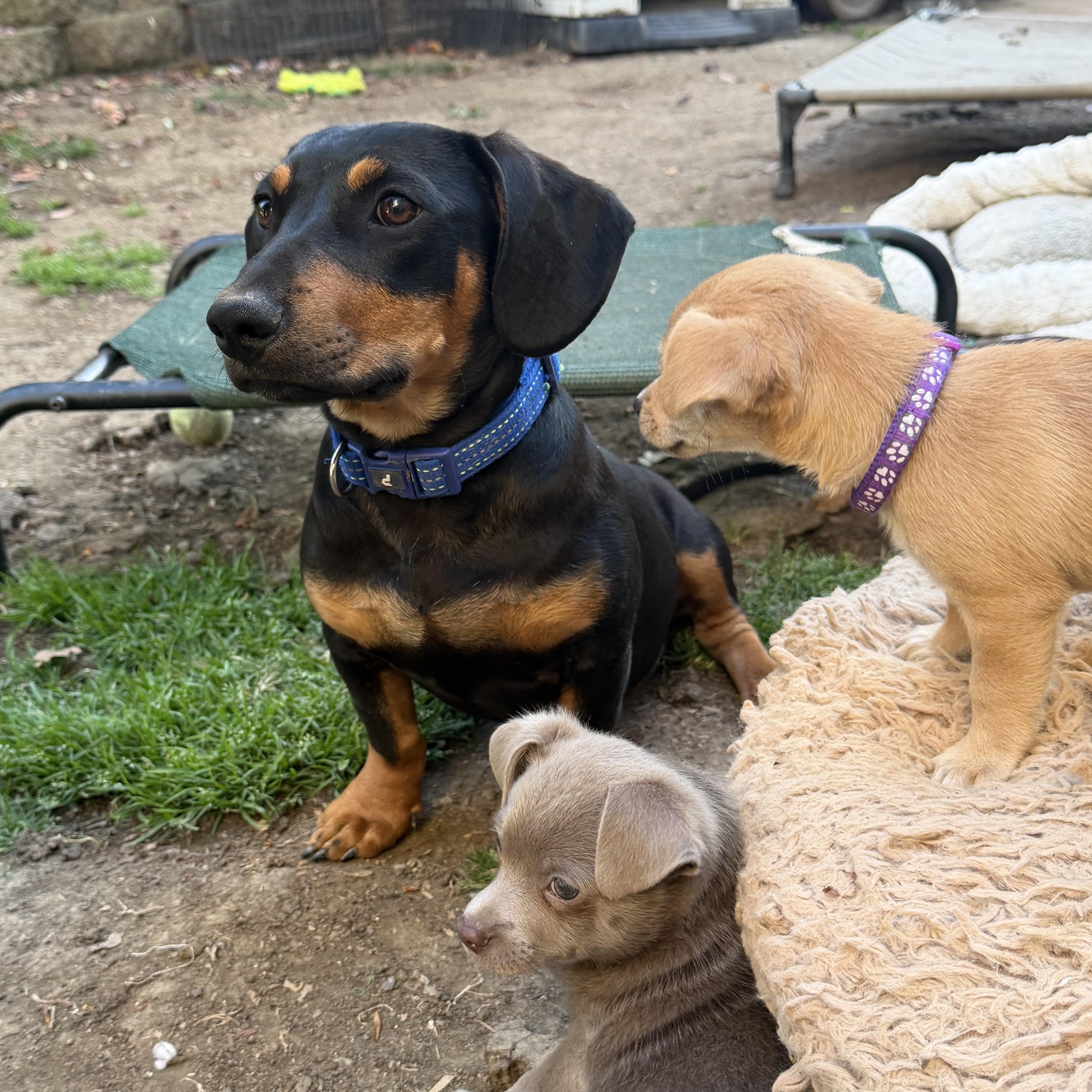 Enlarge Oscar, an adopted mixed breed in clayton , CA image 3/5