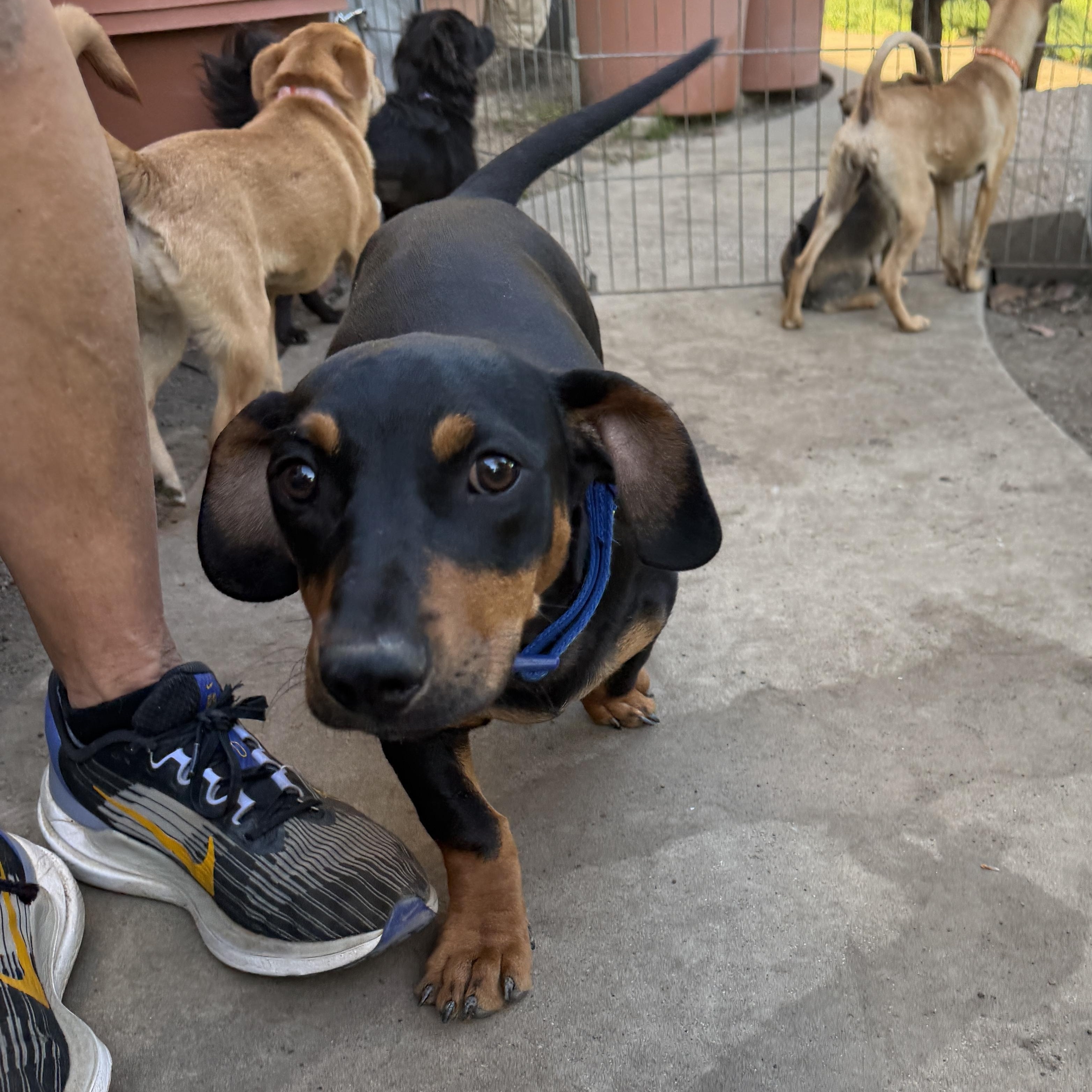 Enlarge Oscar, an adopted mixed breed in clayton , CA image 4/5