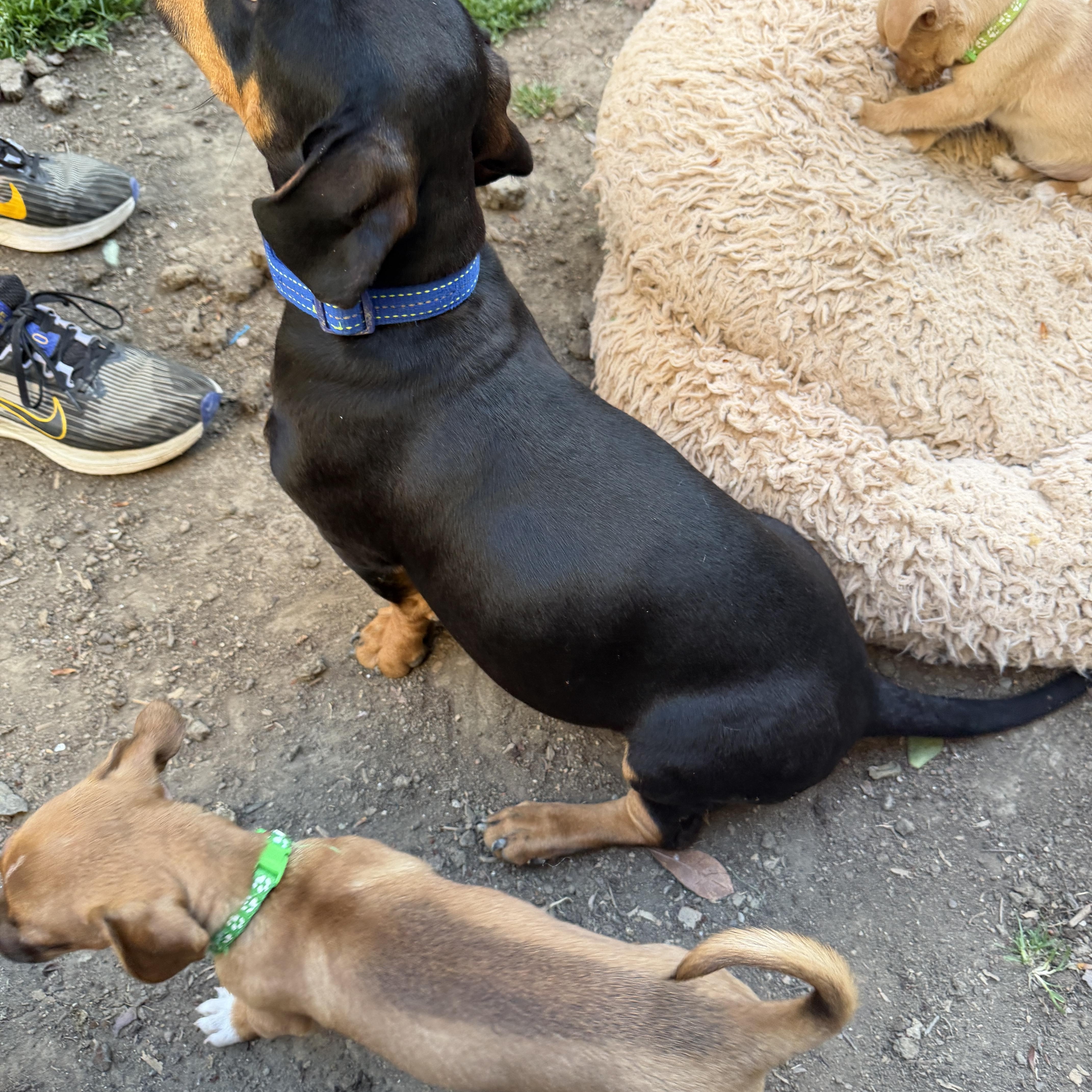 Enlarge Oscar, an adopted mixed breed in clayton , CA image 5/5