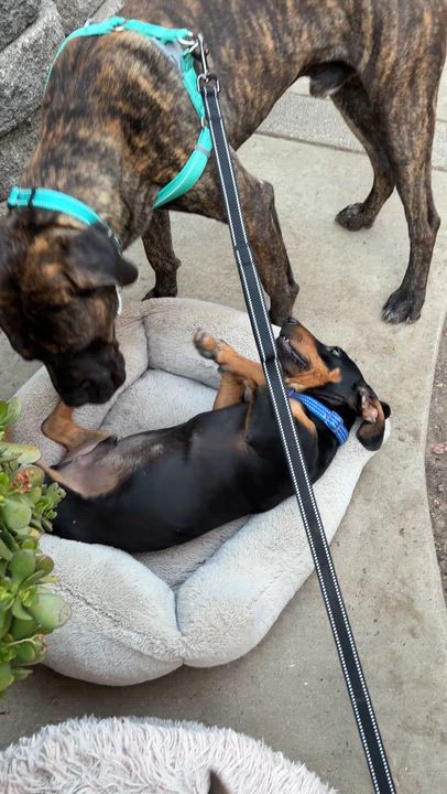 Enlarge Oscar, an adopted mixed breed in clayton , CA video 2/5