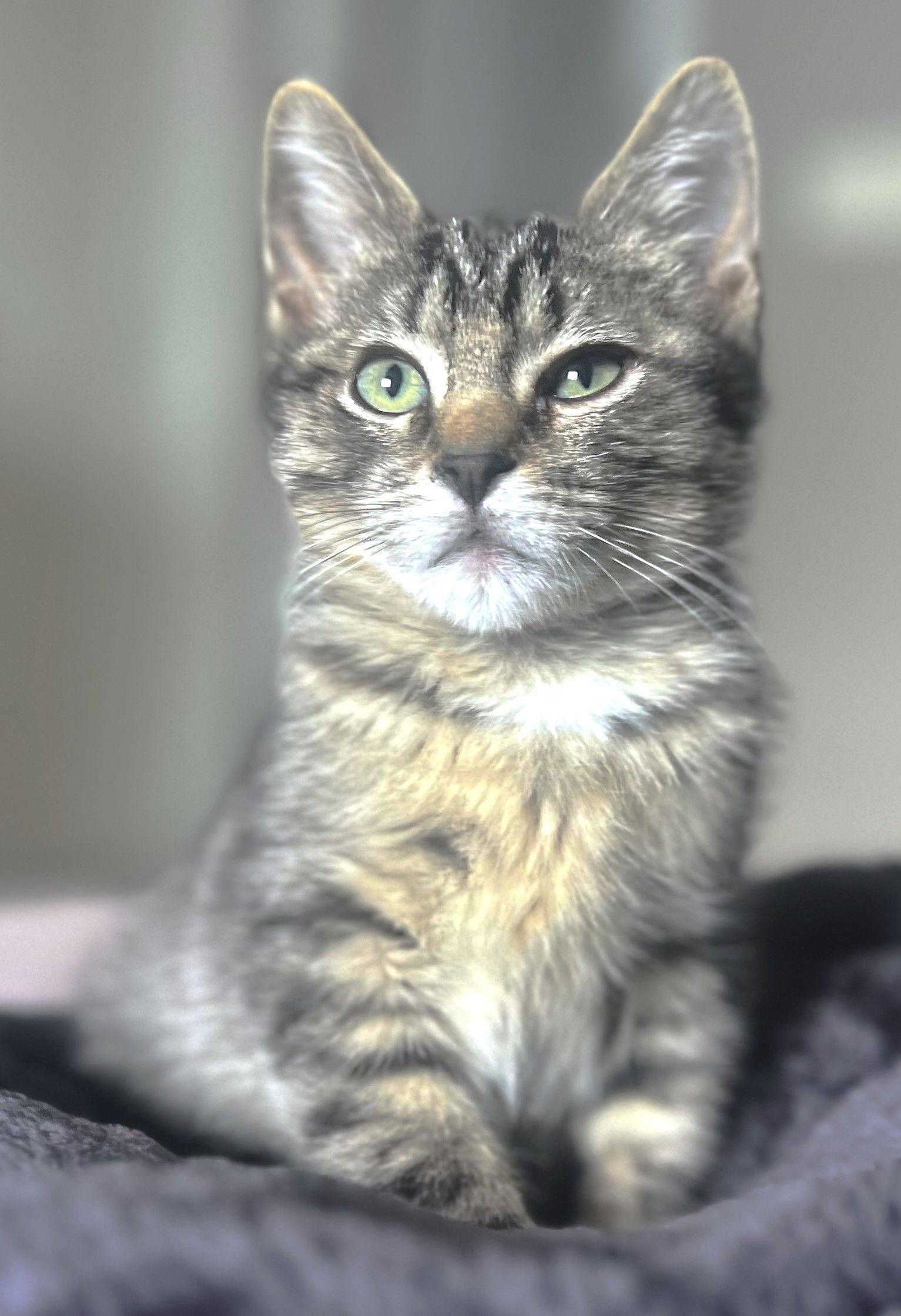 Rudy and Nicholas, Adoptable, Kitten Male Domestic Short Hair & Domestic Long Hair.