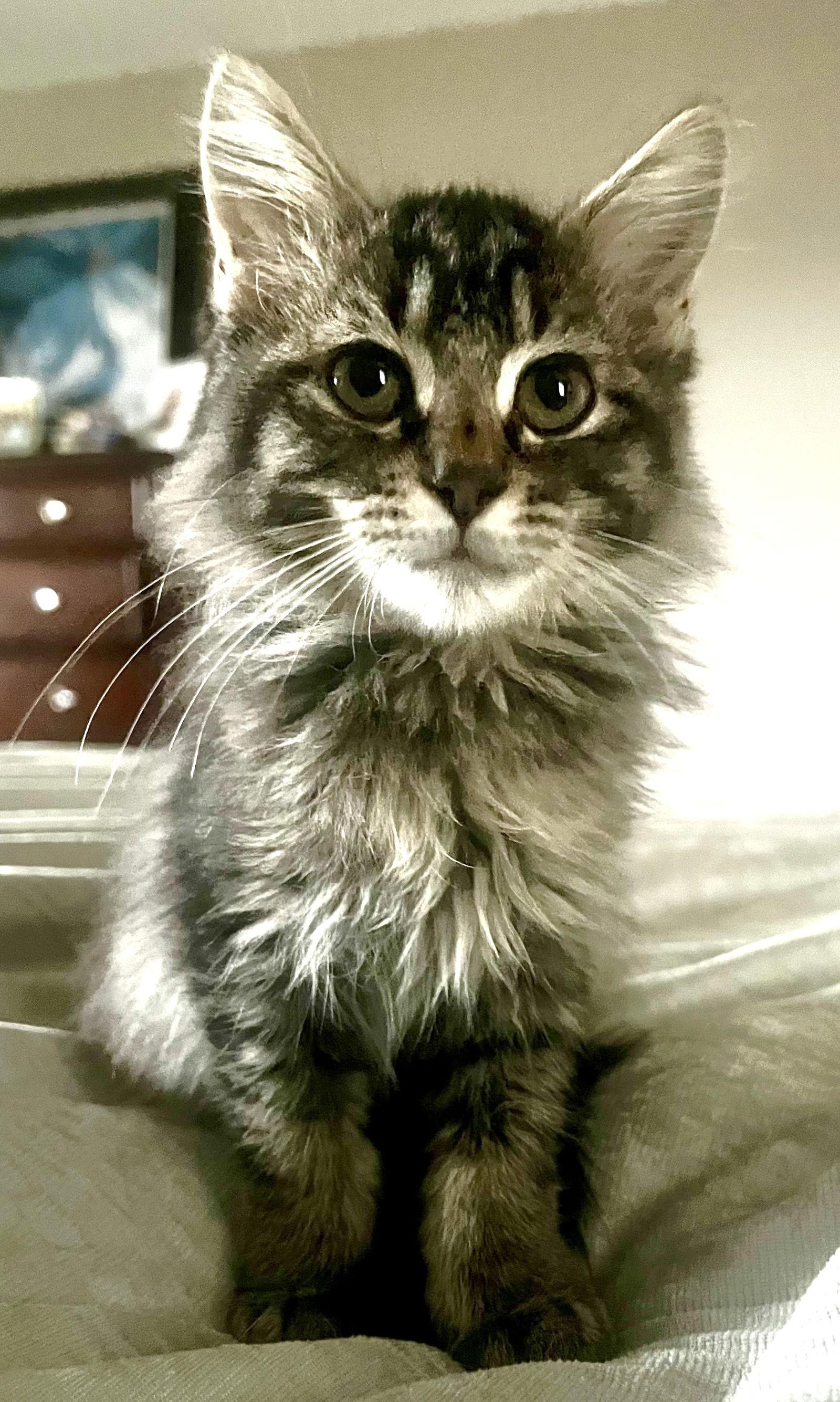 Enlarge Rudy and Nicholas, a Adoptable mixed breed in Shawnee, KS image 2/3