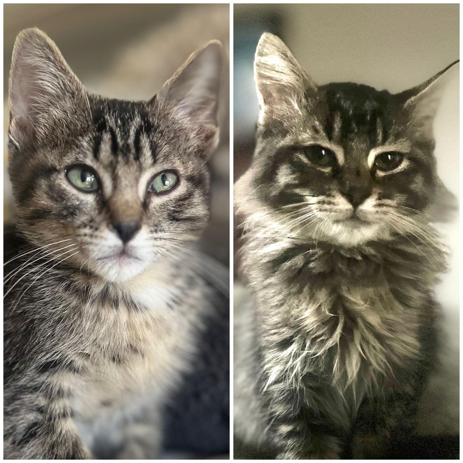 Enlarge Rudy and Nicholas, a Adoptable mixed breed in Shawnee, KS image 3/3