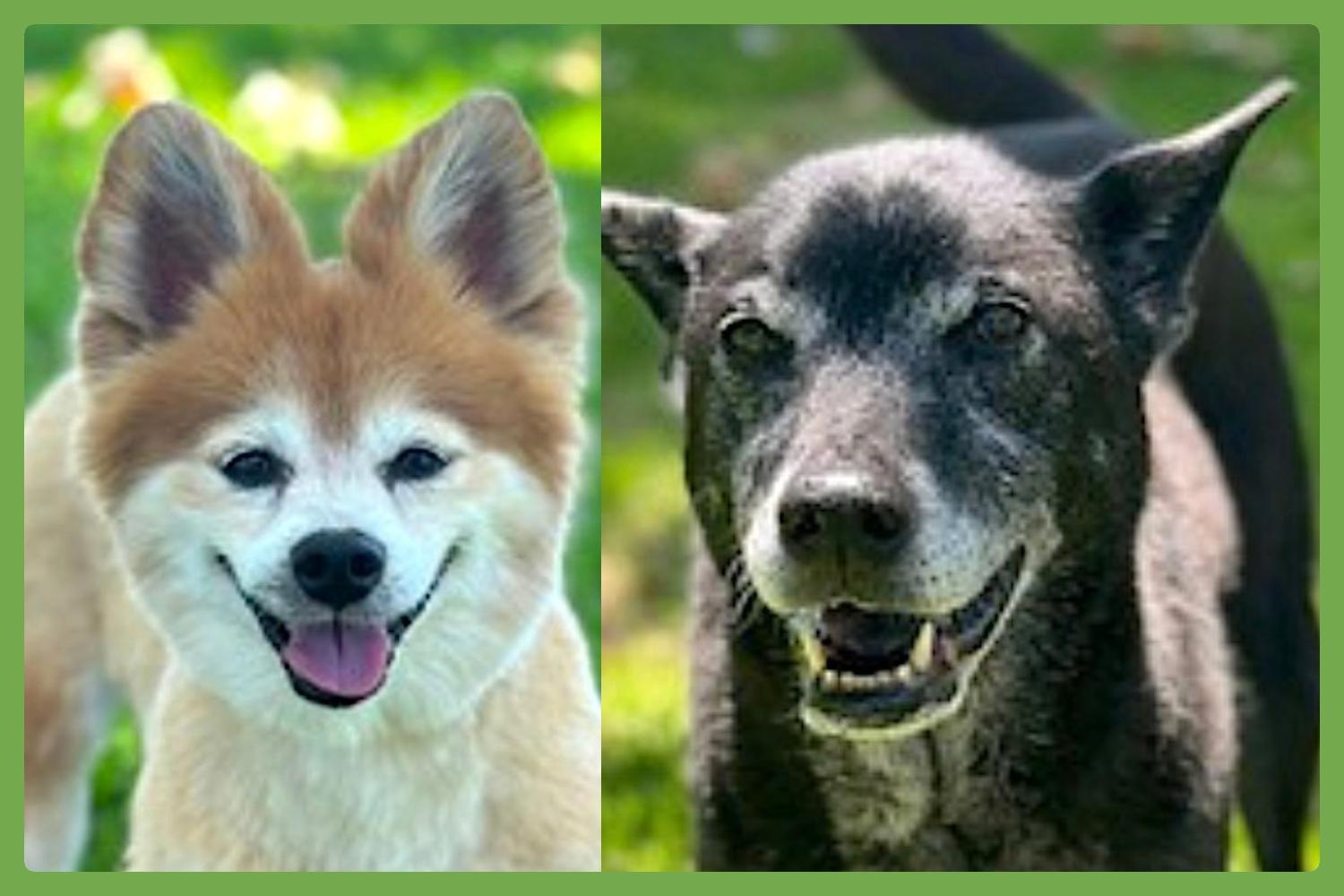 Eevee and Ellie — thumbnail 5