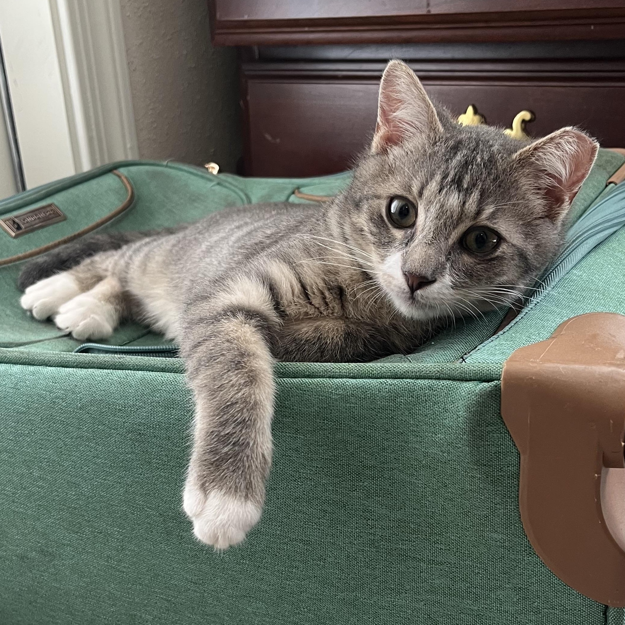 Goose (I’m a silly one!), ADOPTABLE, Kitten Male Domestic Short Hair.